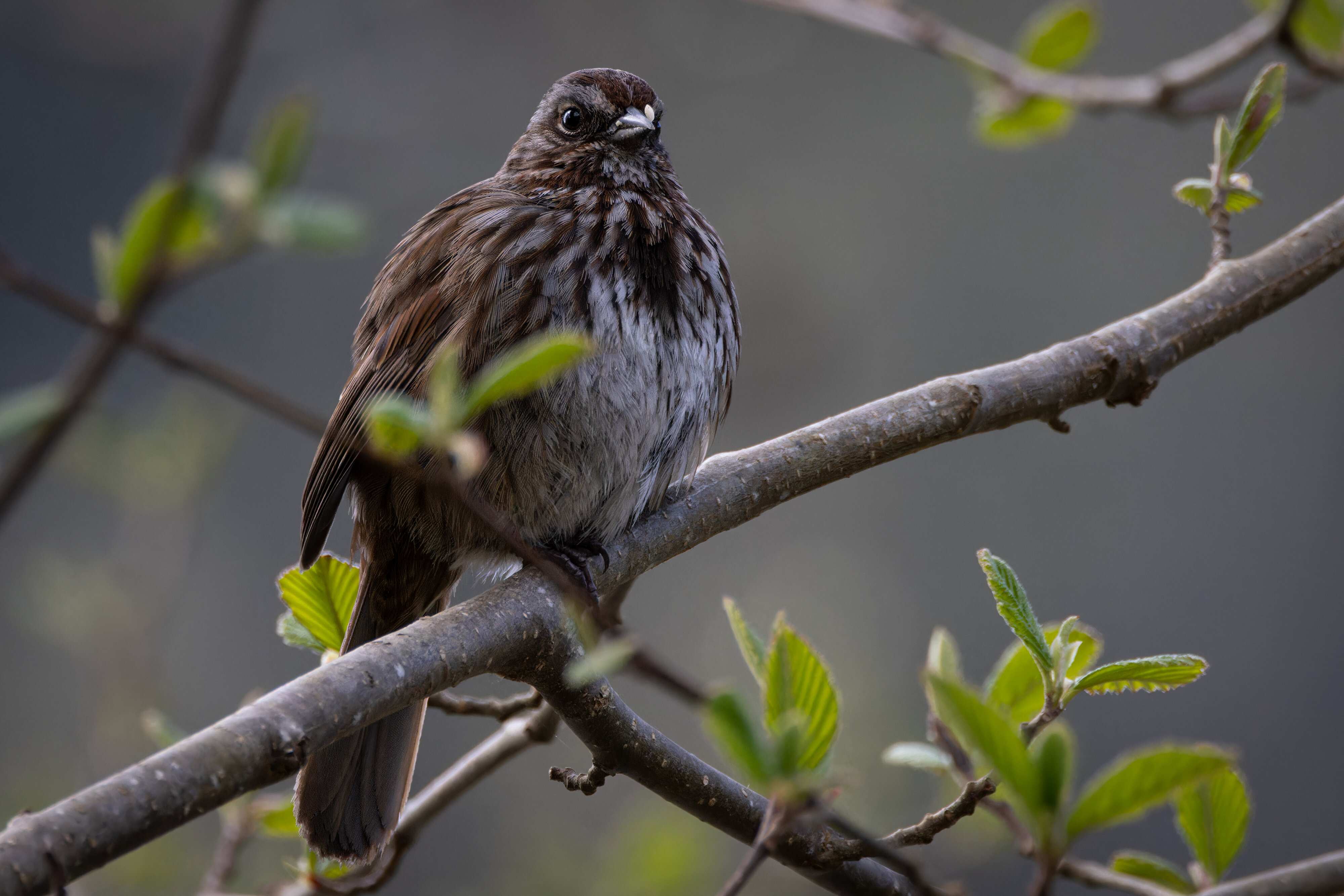 Song Sparrow