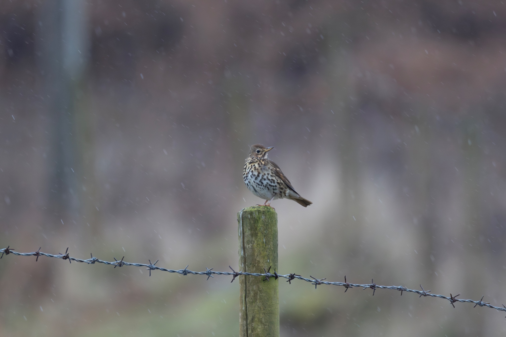 Song Thrush full frame.jpg