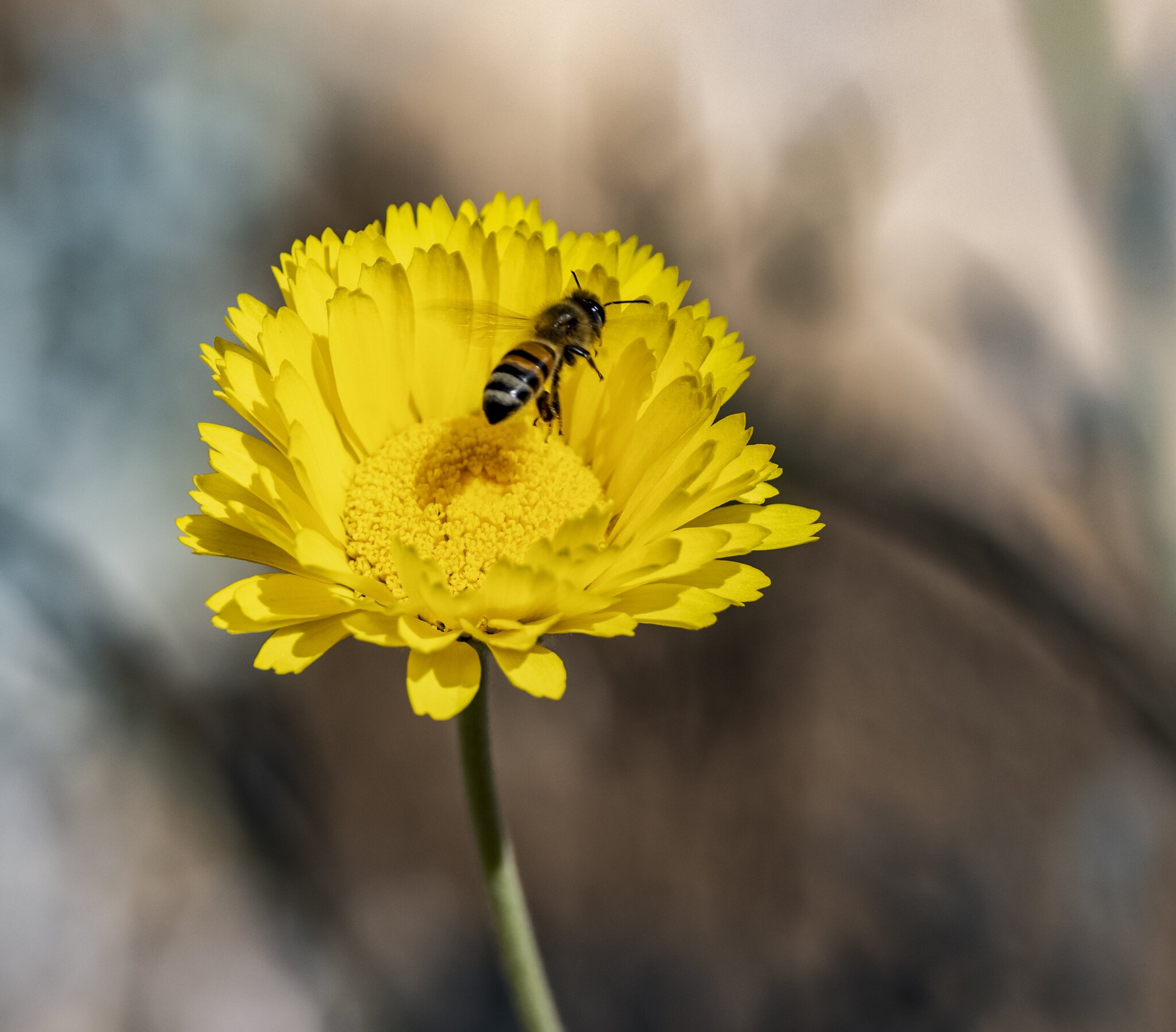 Sonora Desert Bee-3.jpg