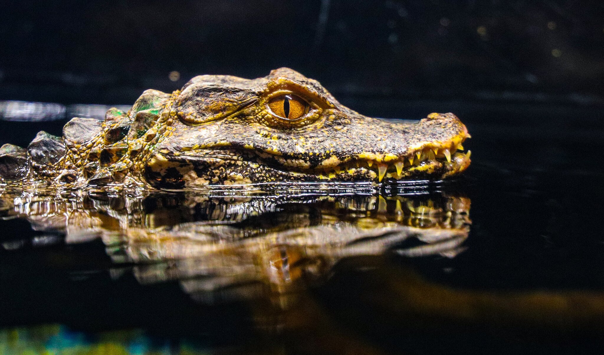 South American Crocodile