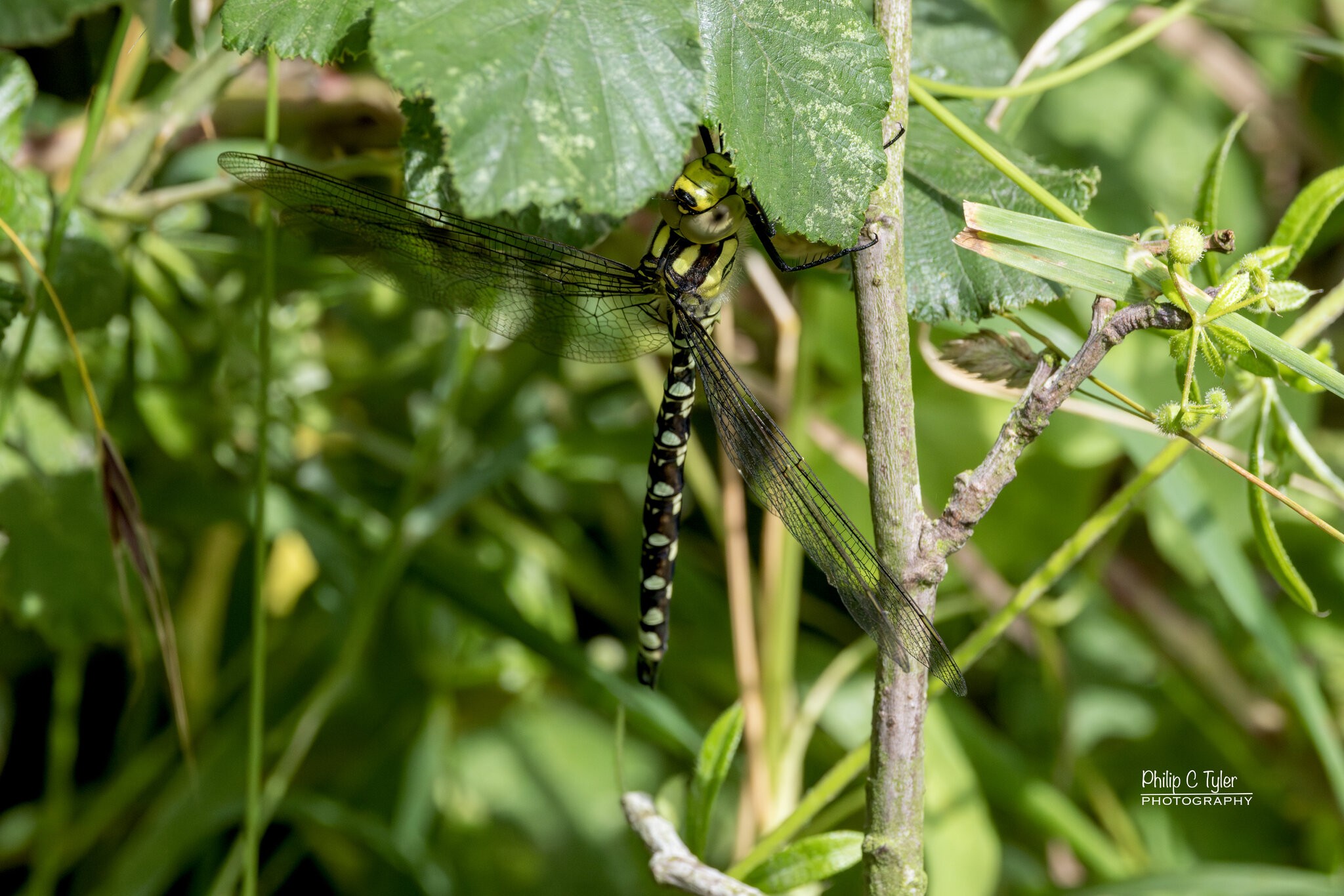 Southern Hawker R7-019483-Enhanced-NR.jpg