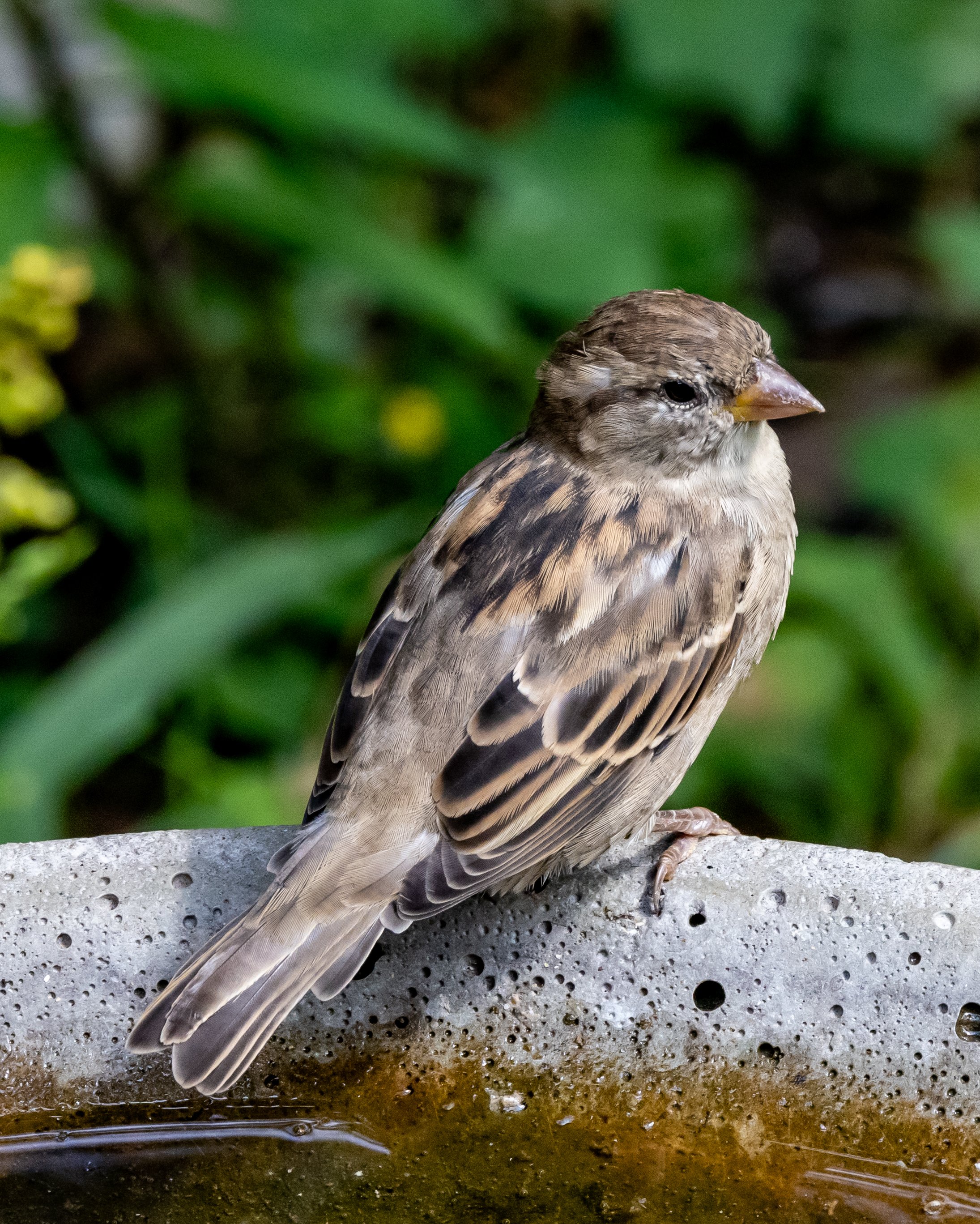 Sparrow