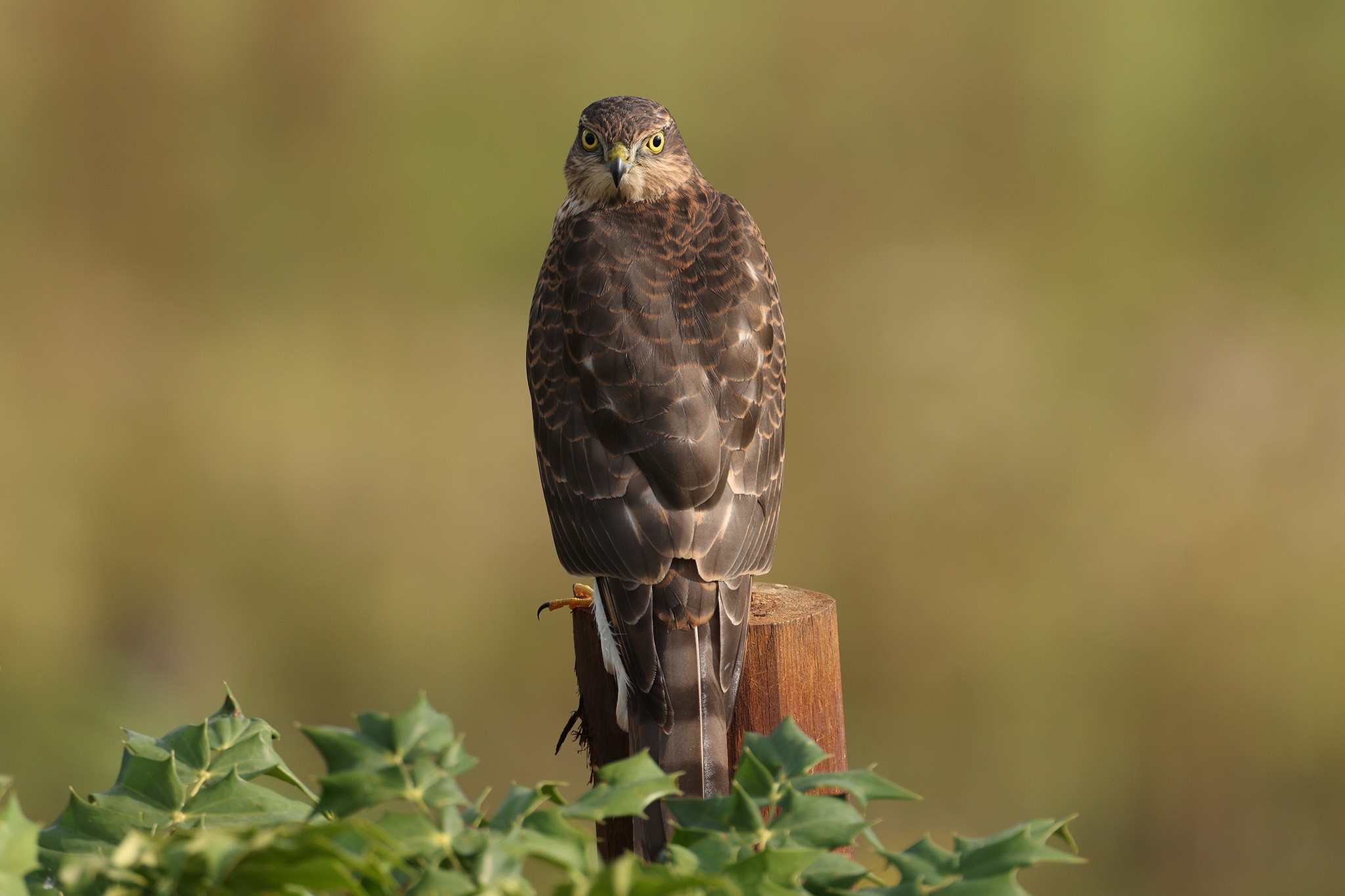 Sparrowhawk-483A8747-H-2048px.jpg