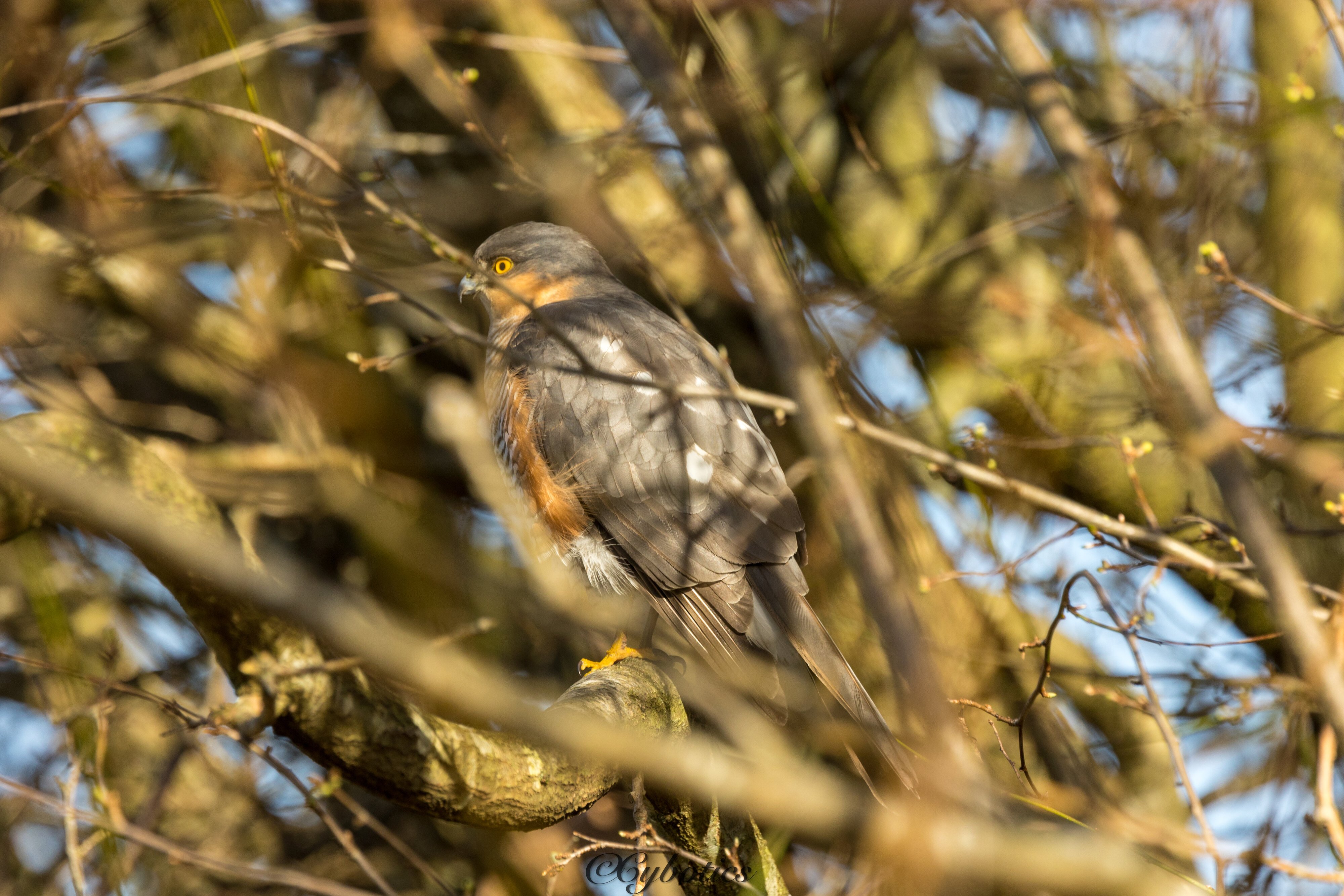 Sparrowhawk