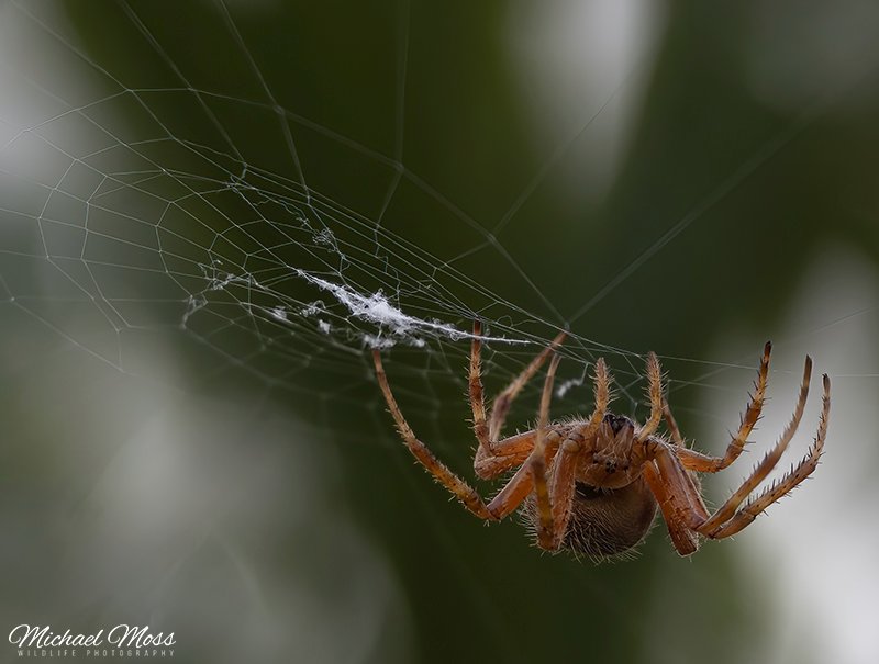 Spider 10-27-24 2 copy.jpg