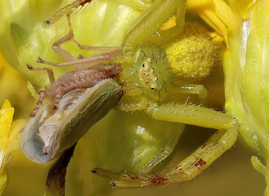 Spider with Prey (Close up)