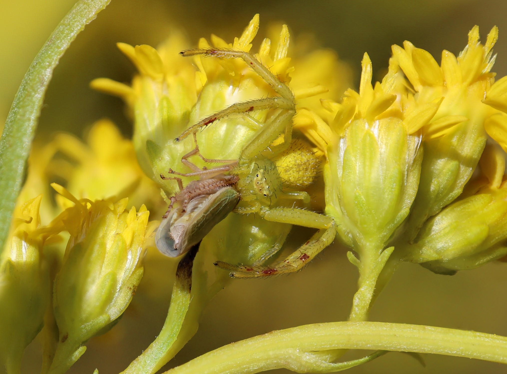 Spider with Prey