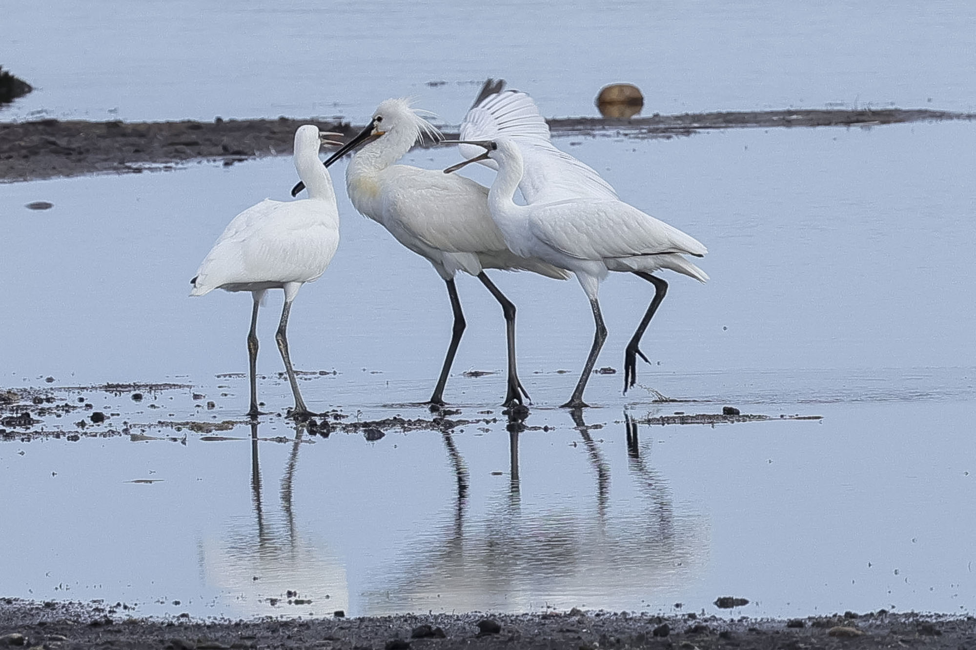 Spoonbills