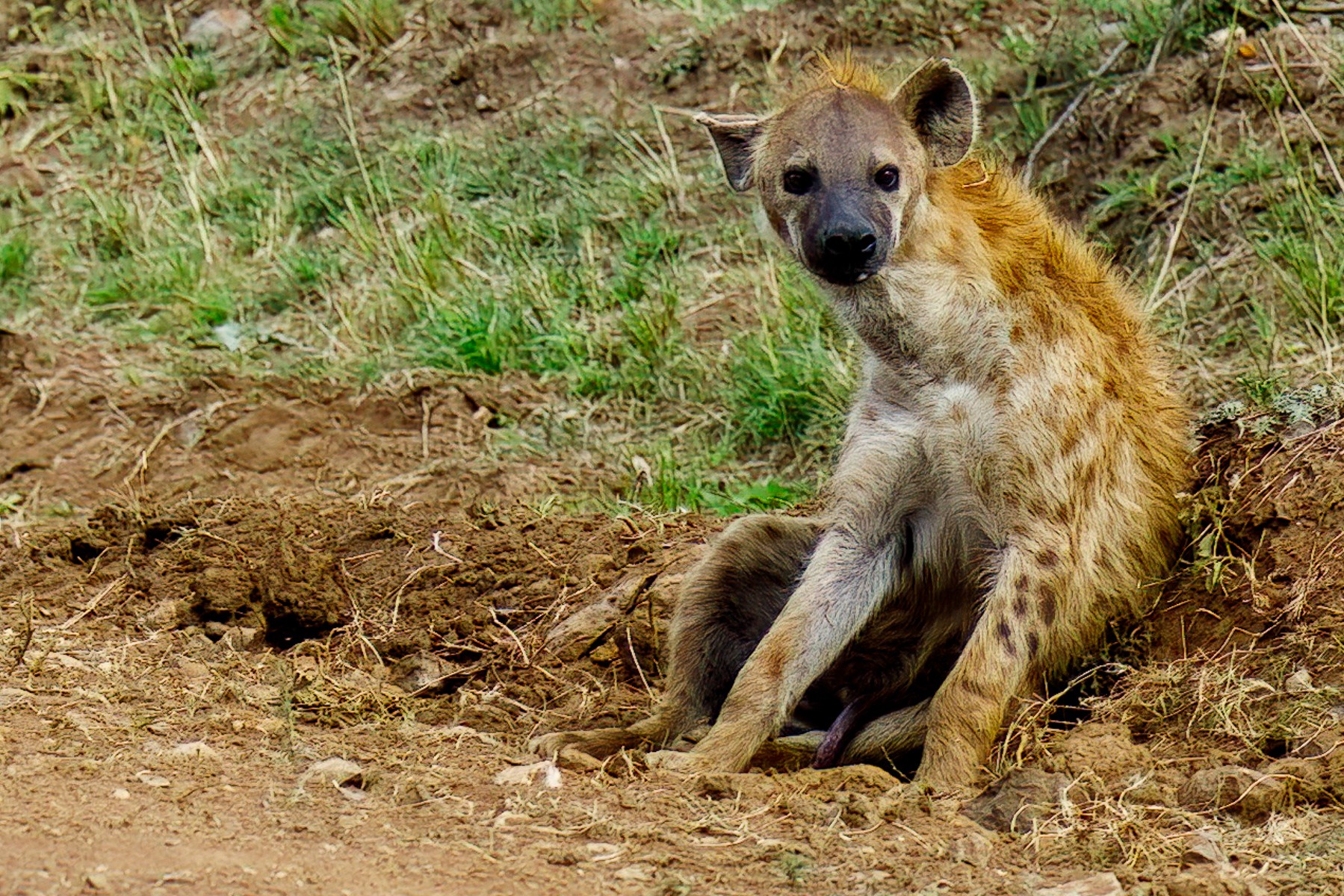 Spotted Hyena-2.jpg