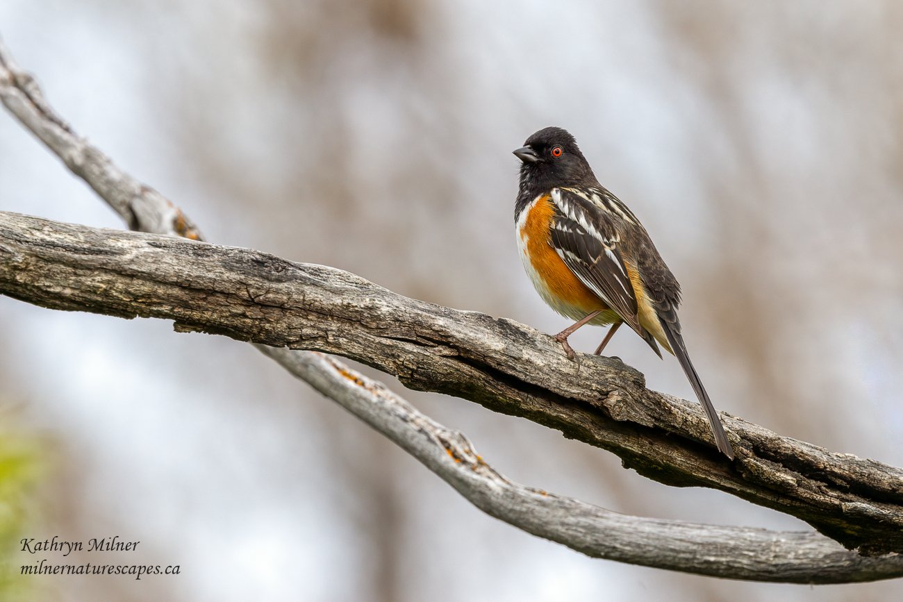 Spotted Towhee 1