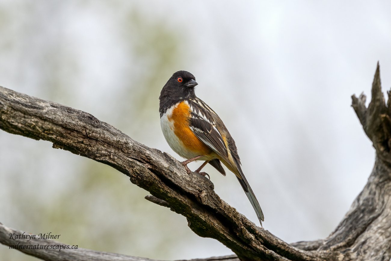 Spotted Towhee 3