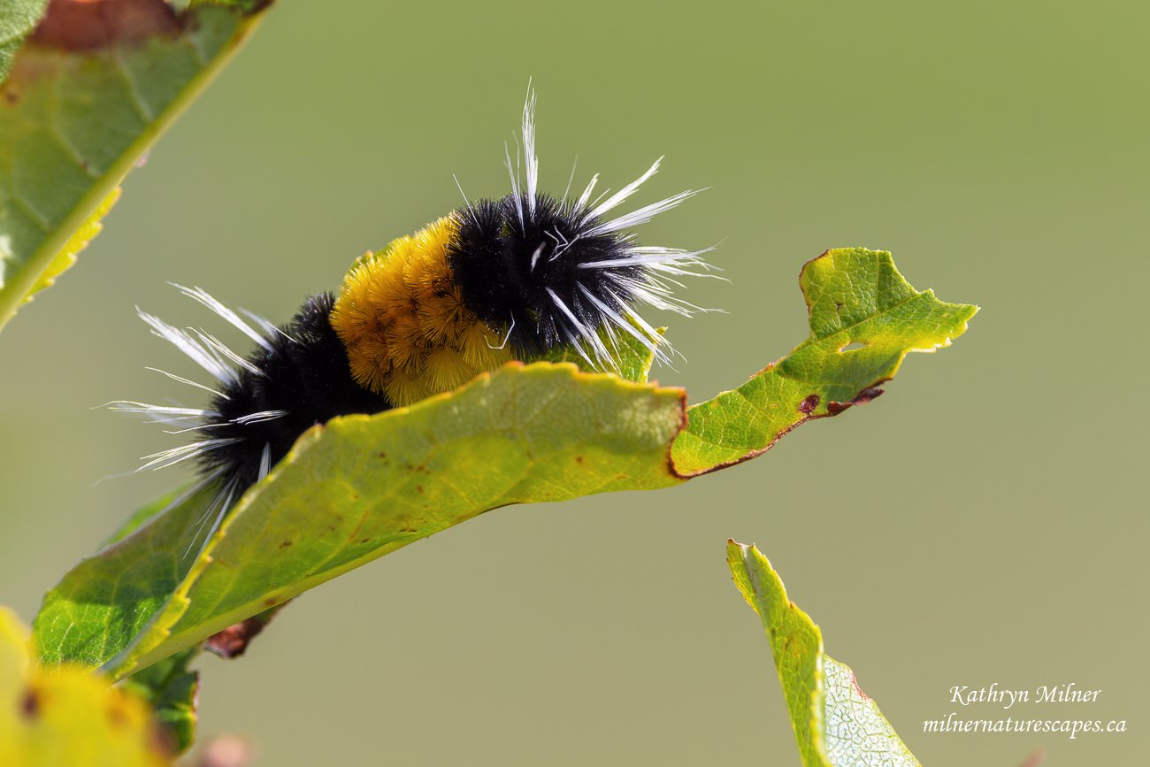 Spotted Tussock Moth Caterpillar.jpg