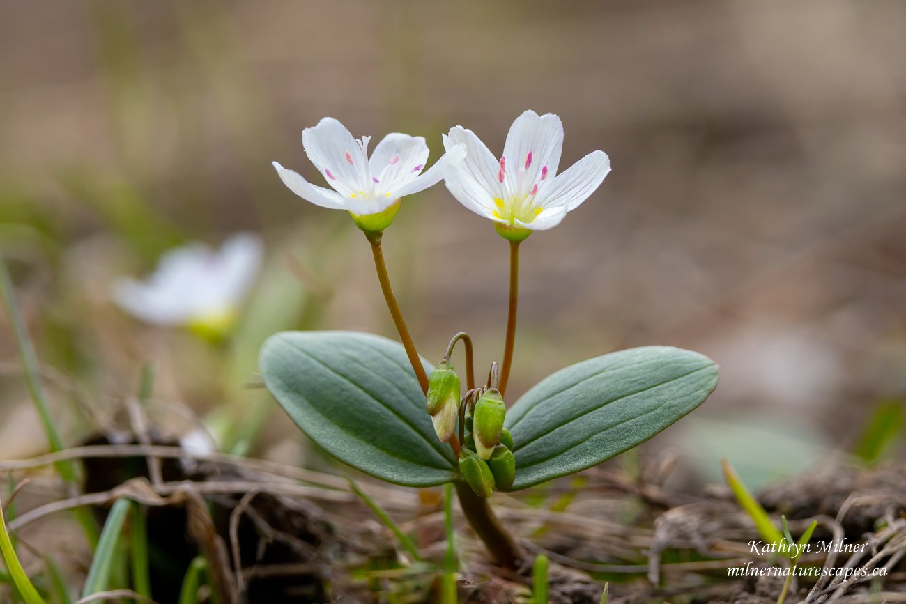 Spring Beauty 1