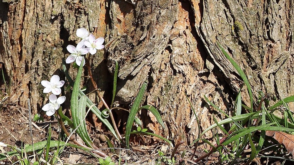 Spring Beauty - Claytonia Virginica 3 Corrected 1K.jpg