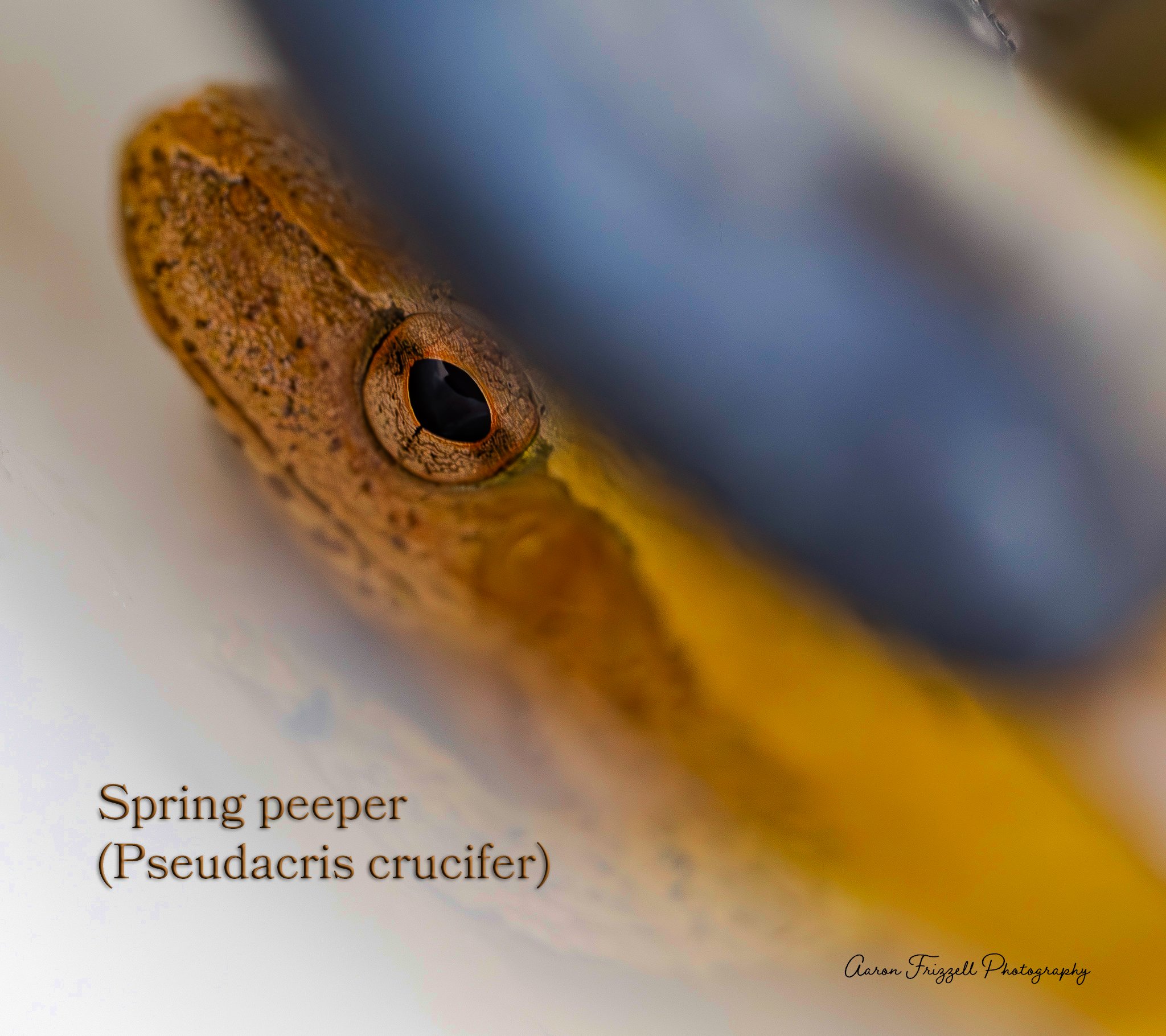 Spring peeper in hiding