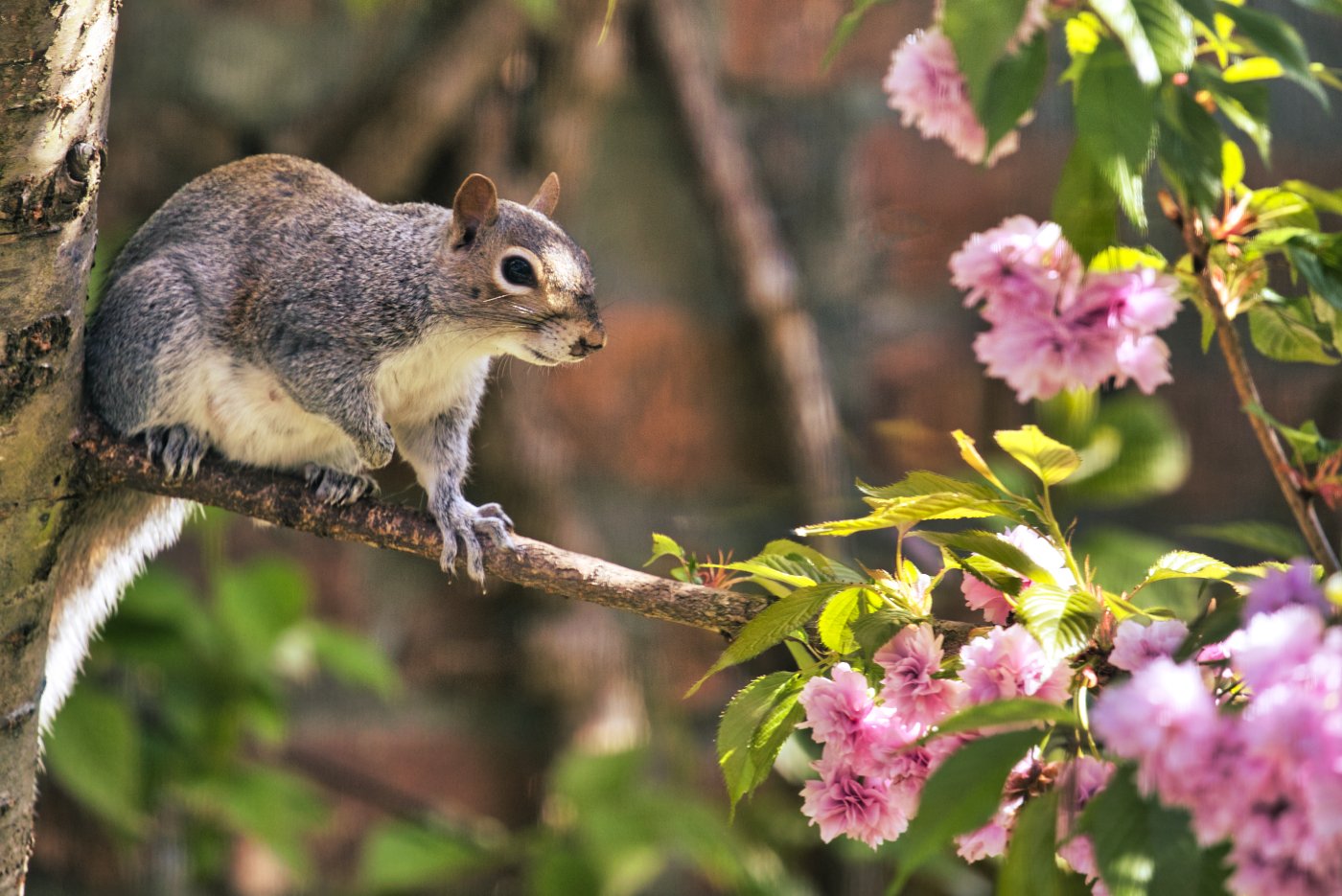 Spring Squirrel.jpg