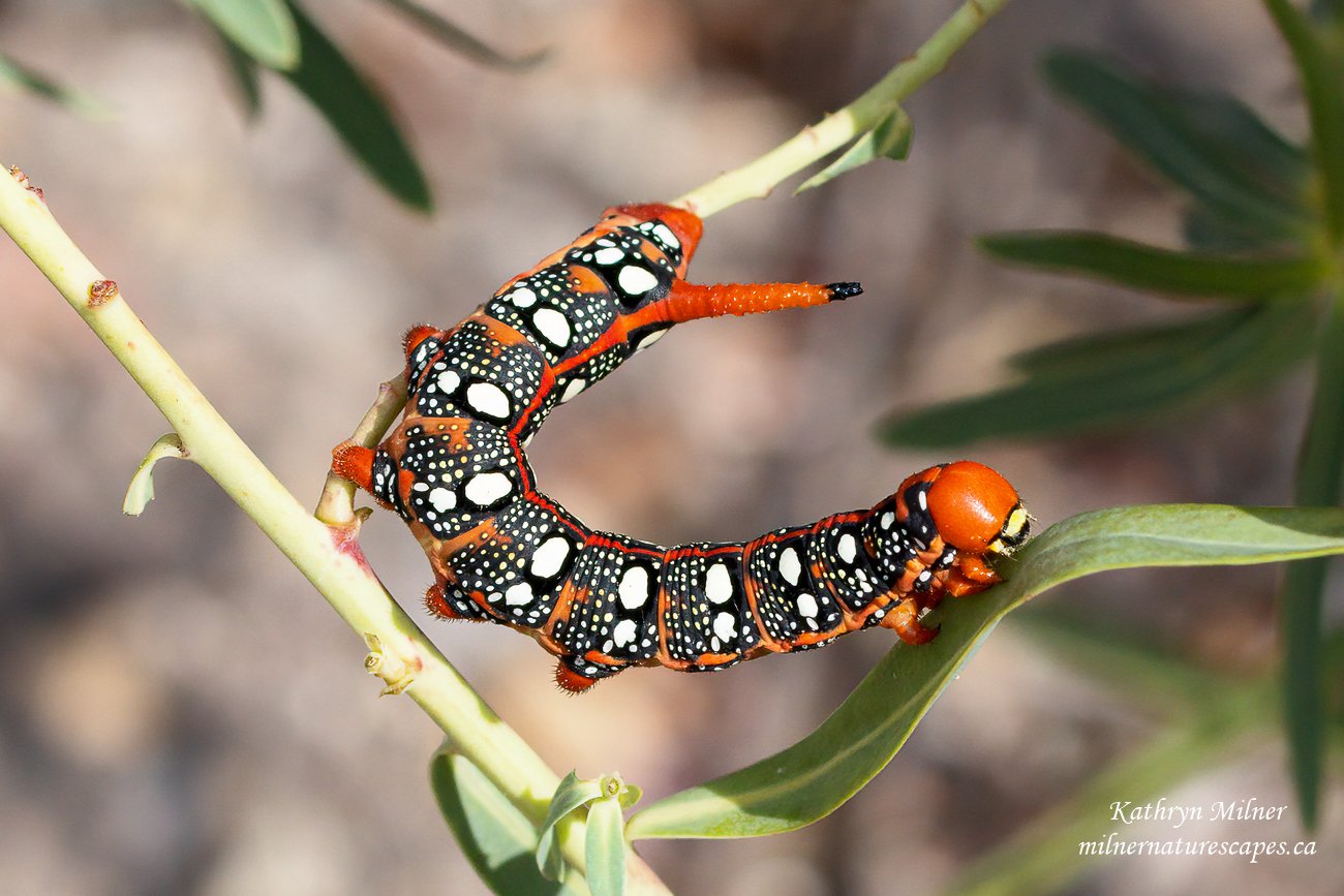 Spurge Hawk-moth Caterpillar 2.jpg