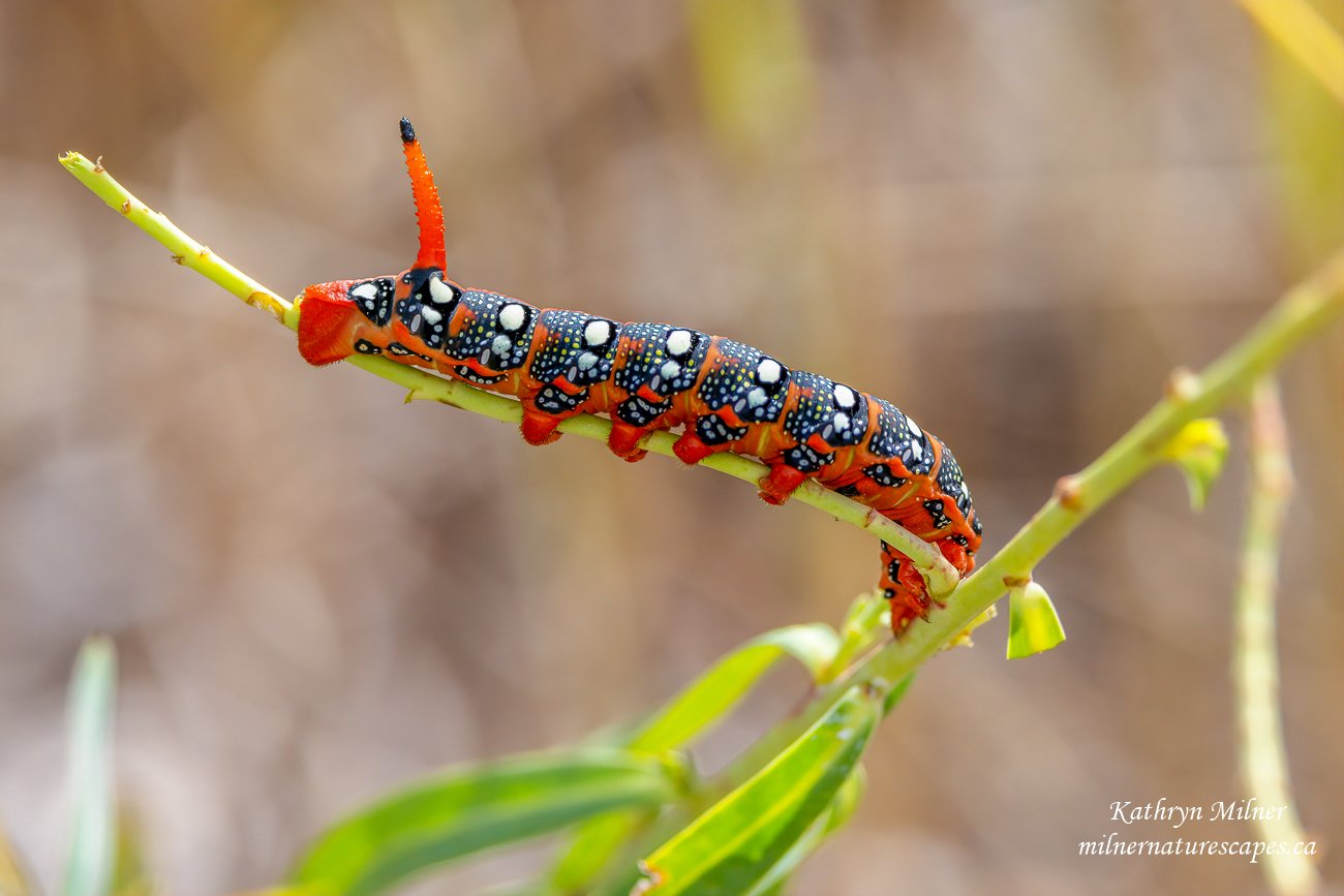 Spurge Hawk-moth Caterpillar 3.jpg