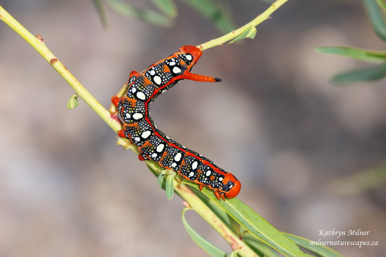 Spurge Hawk-moth Caterpillar.jpg