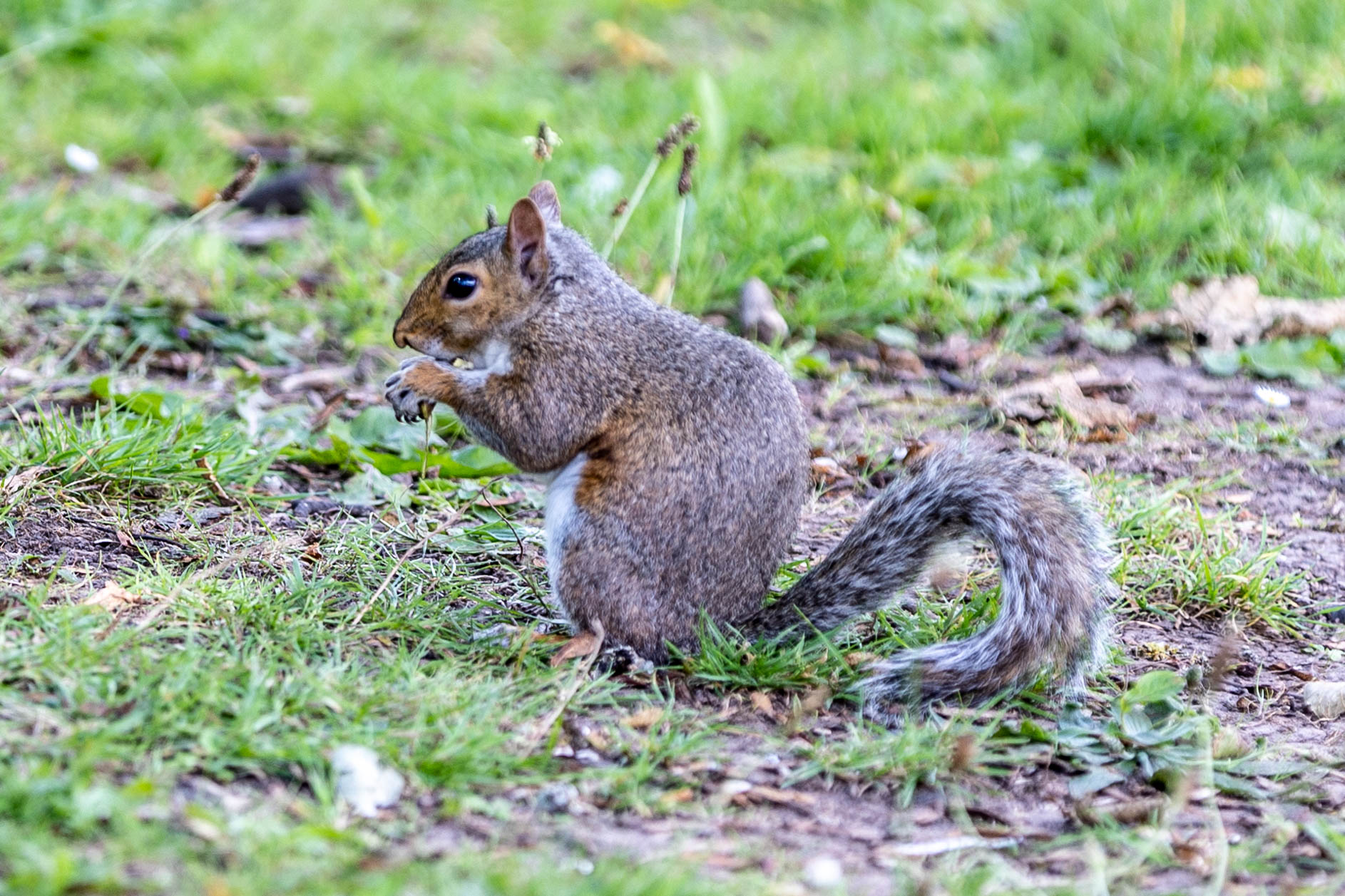 SQUIRREL-3.jpg