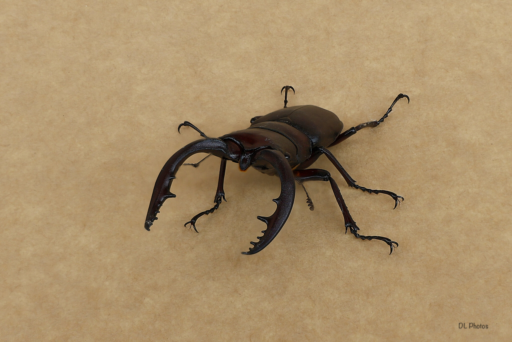 Stag beetle.jpg