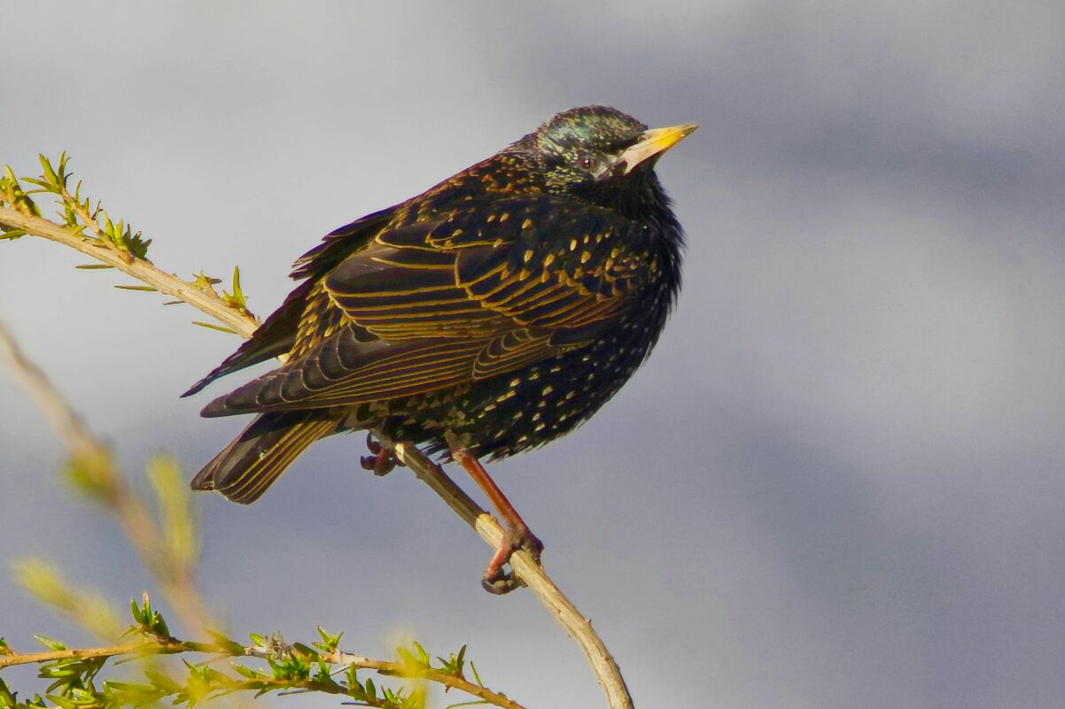 Starling - Ketchikan, Alaska