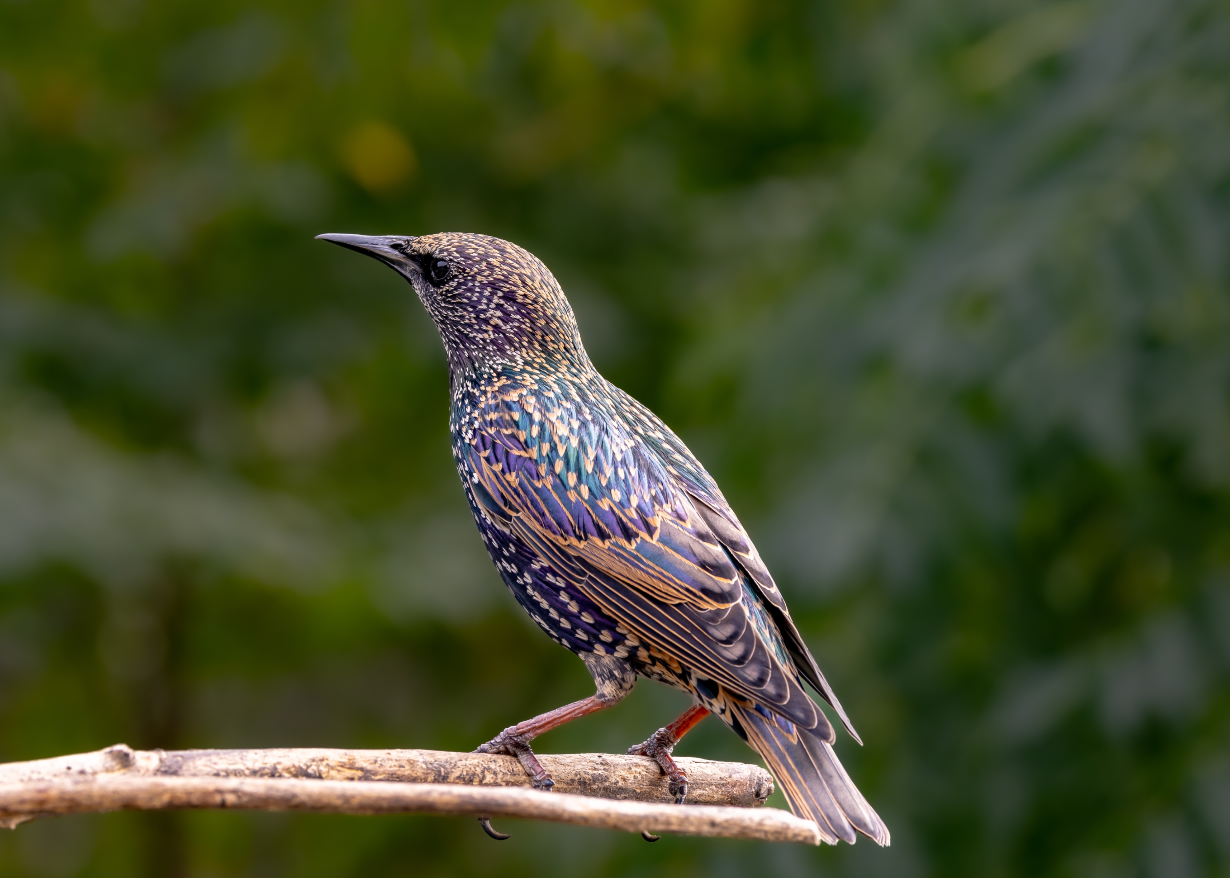 starling