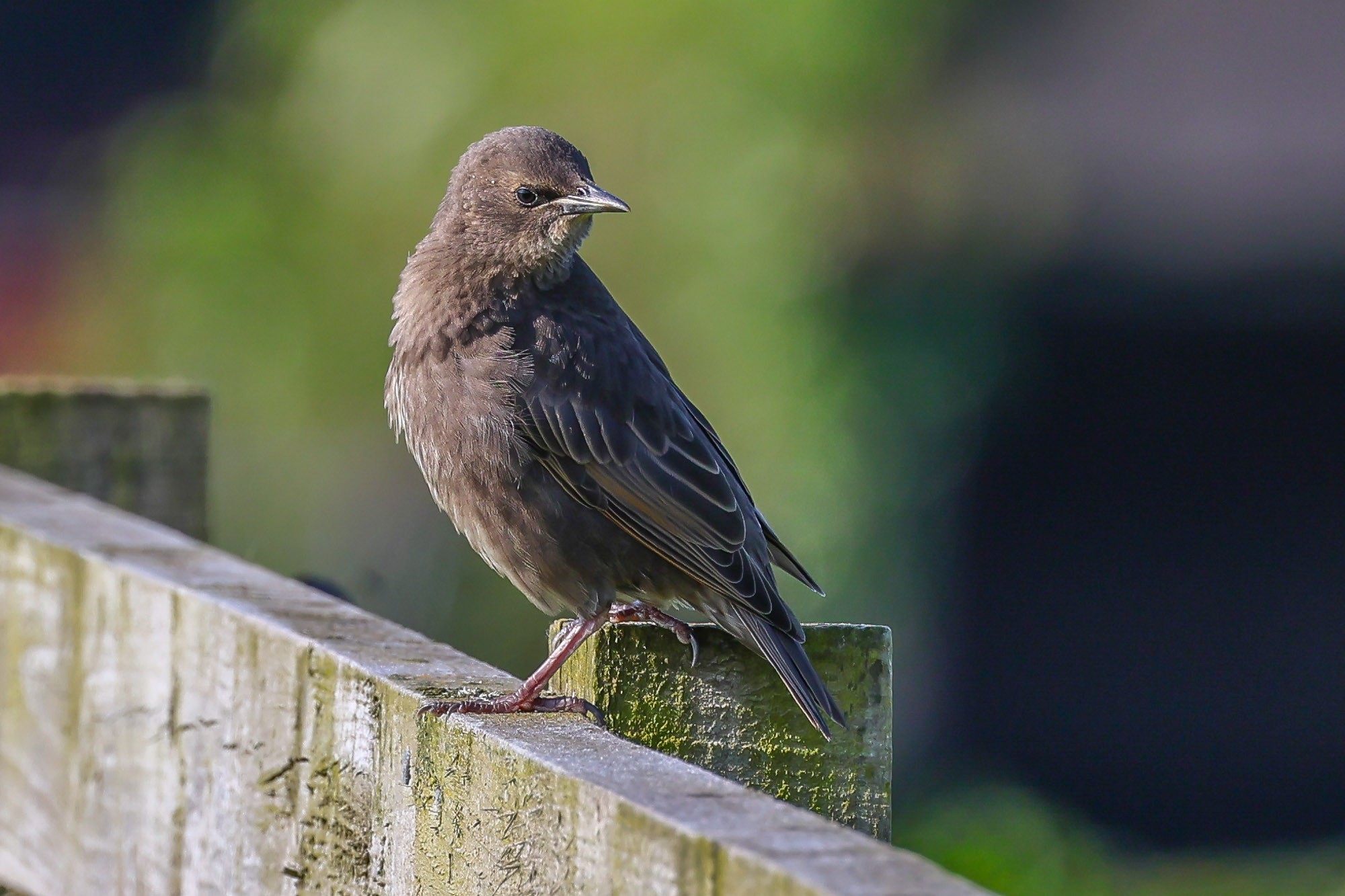 Starling