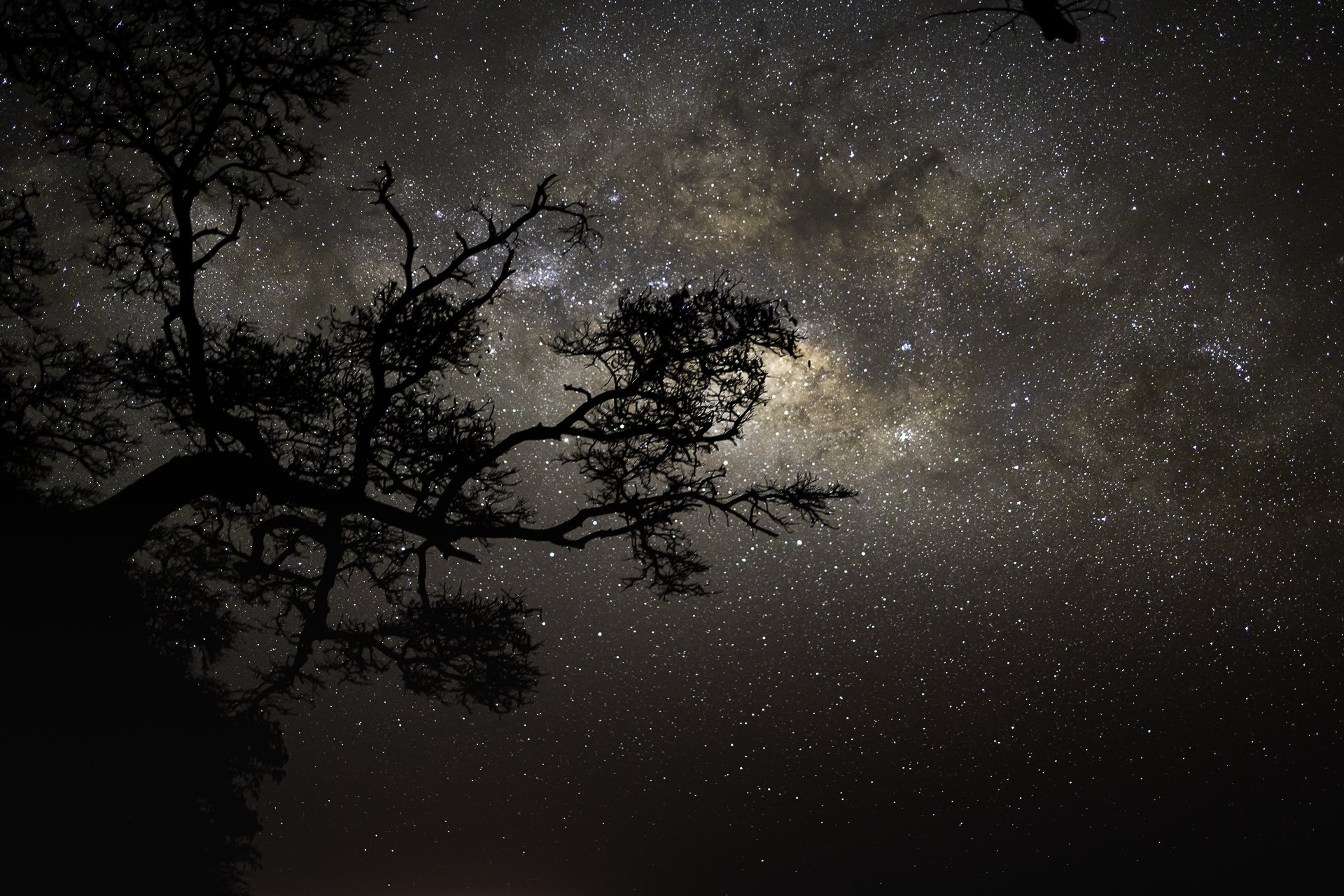 stars & tree3.jpg