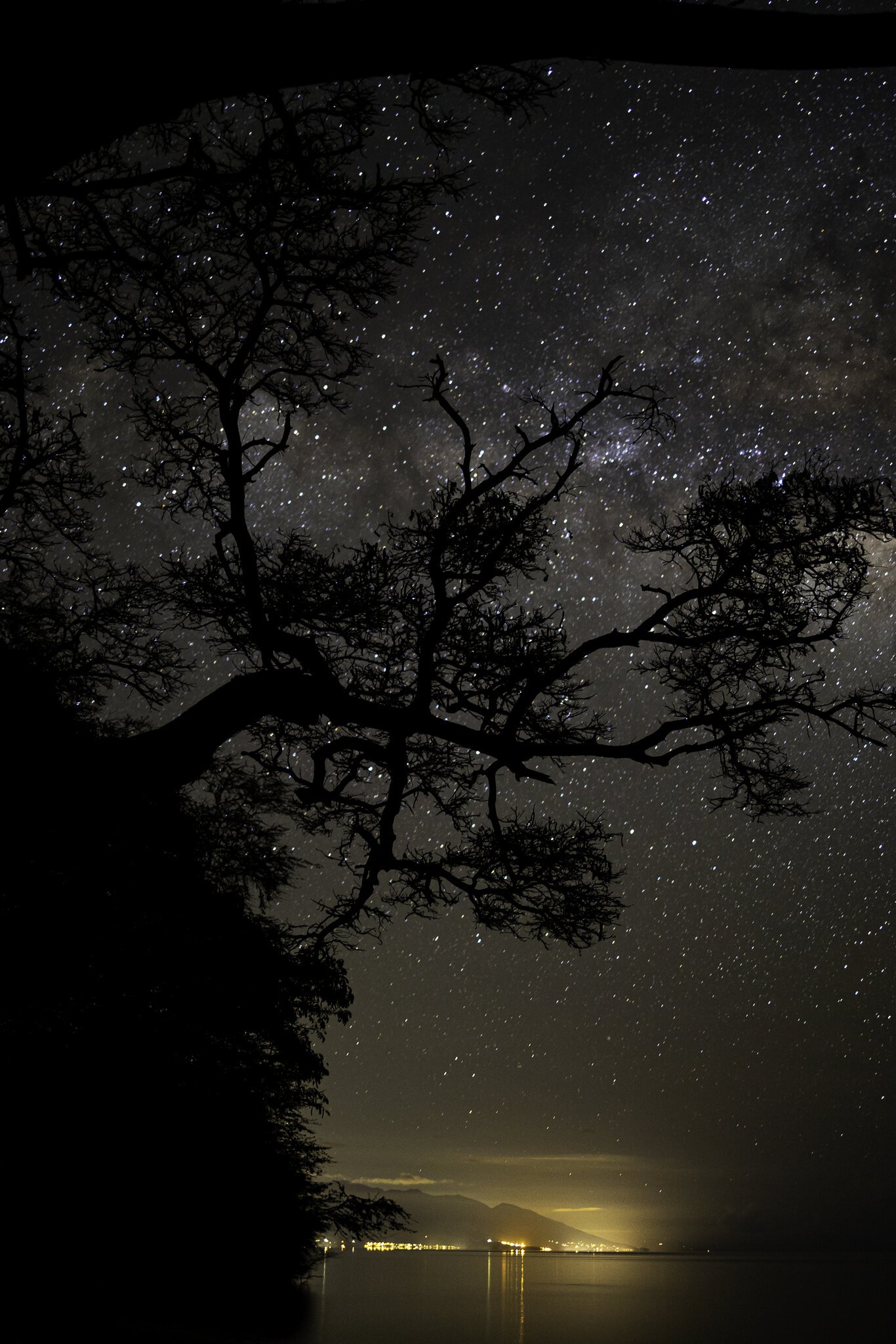 stars & tree4.jpg