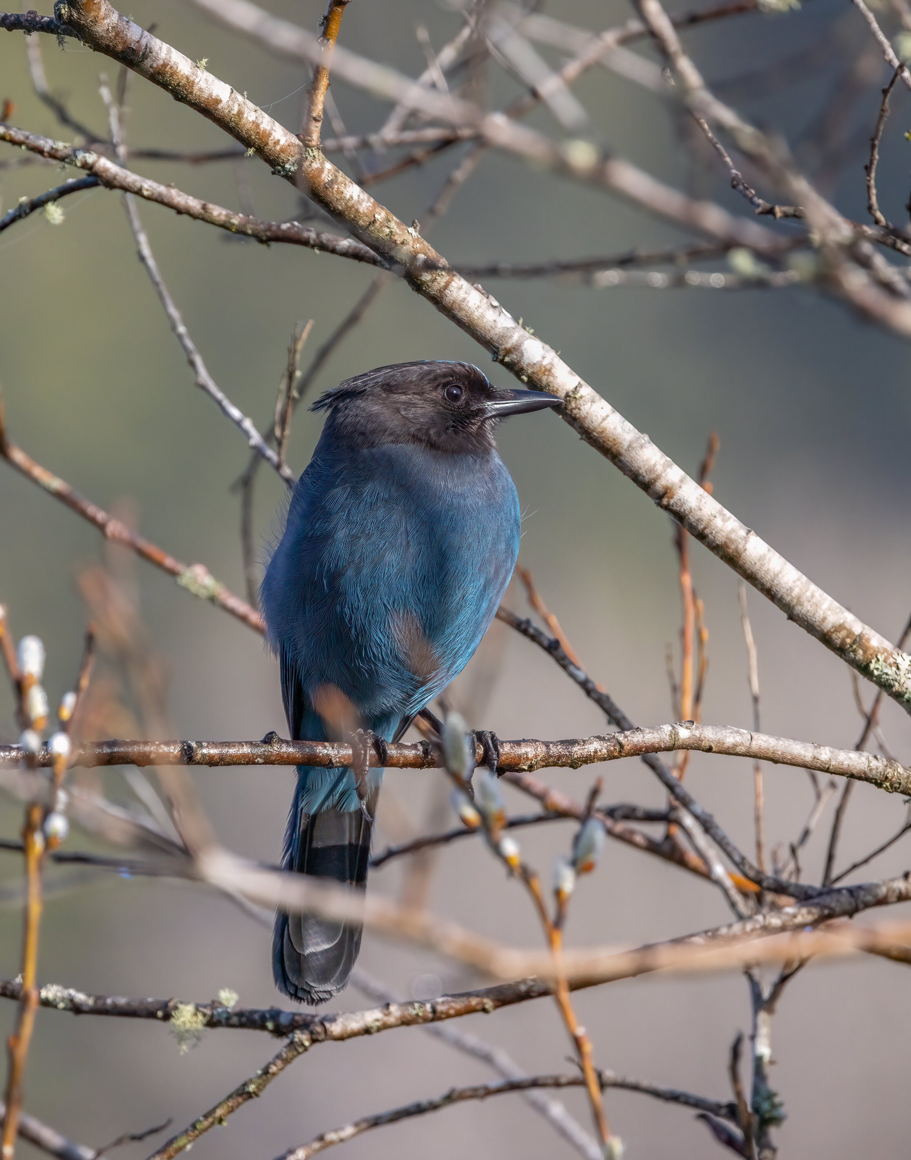 Stellar Jay