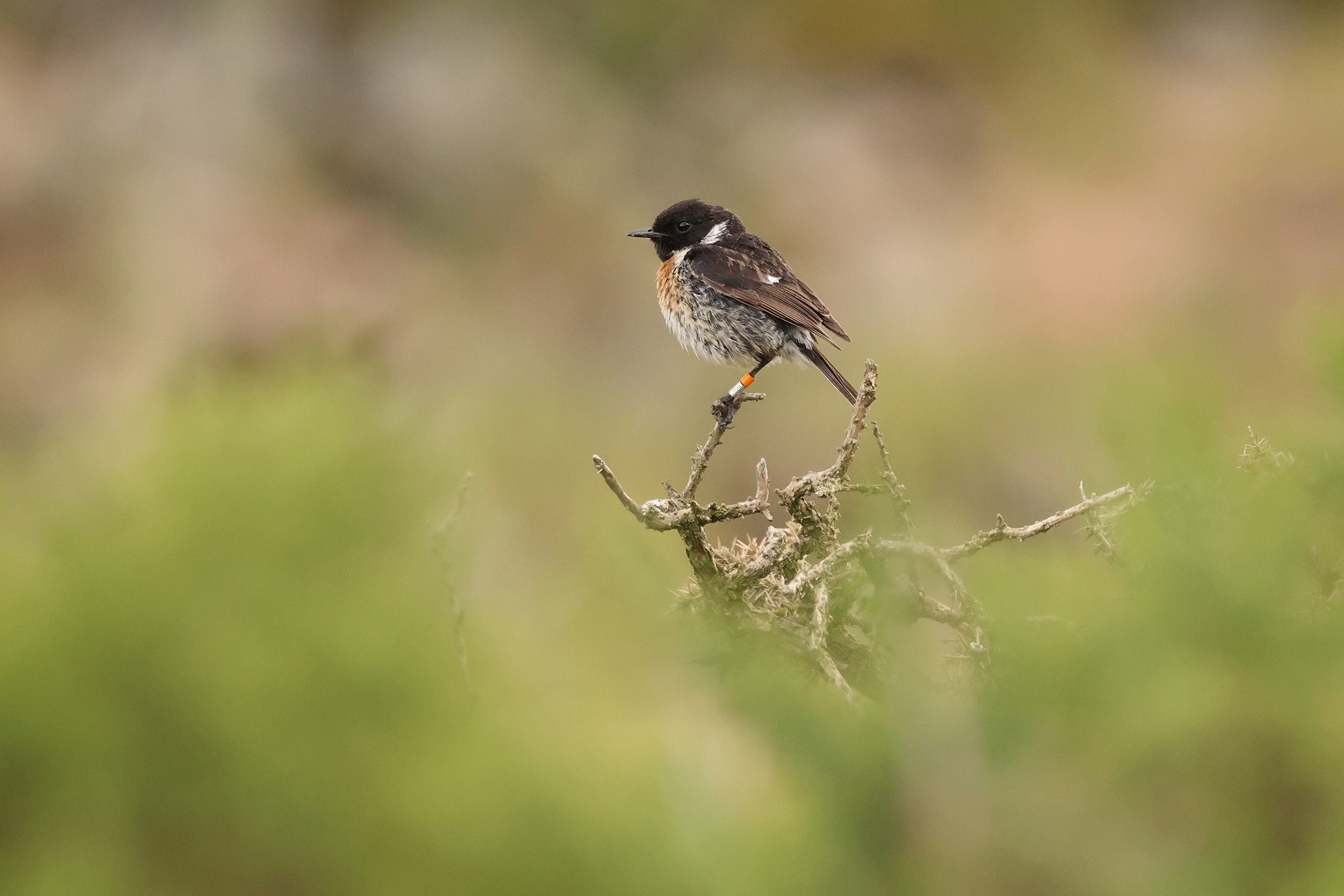 Stonechat-483A8718-2048px.jpg