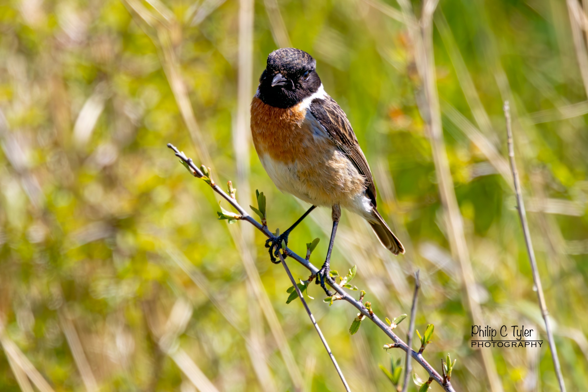 Stonechat Minsmere R7-019876.jpg
