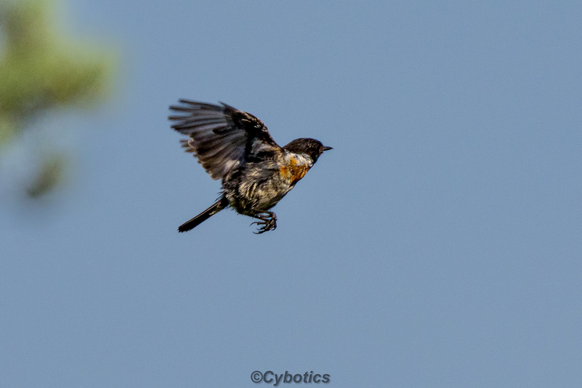 Stonechat