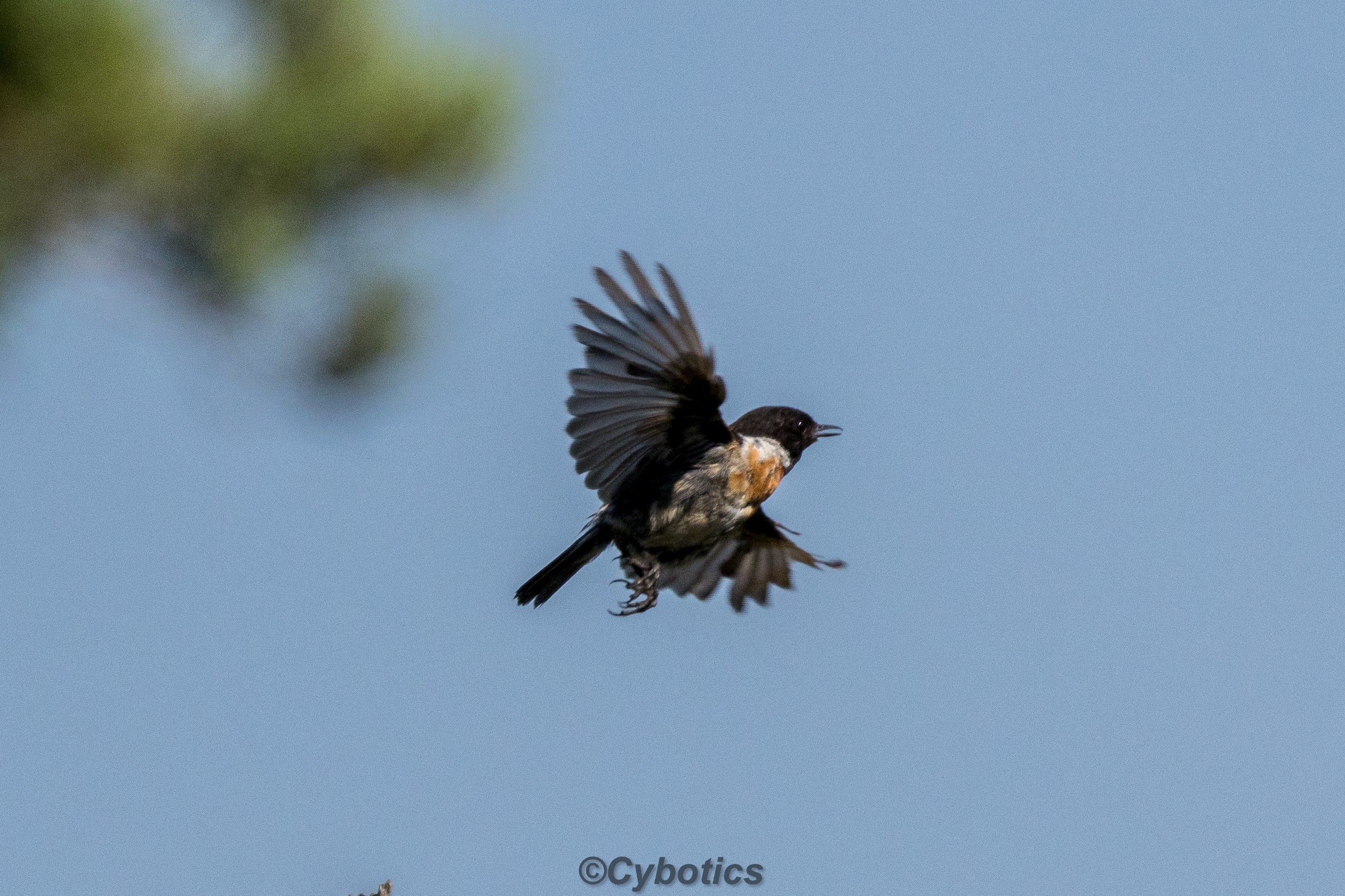 Stonechat