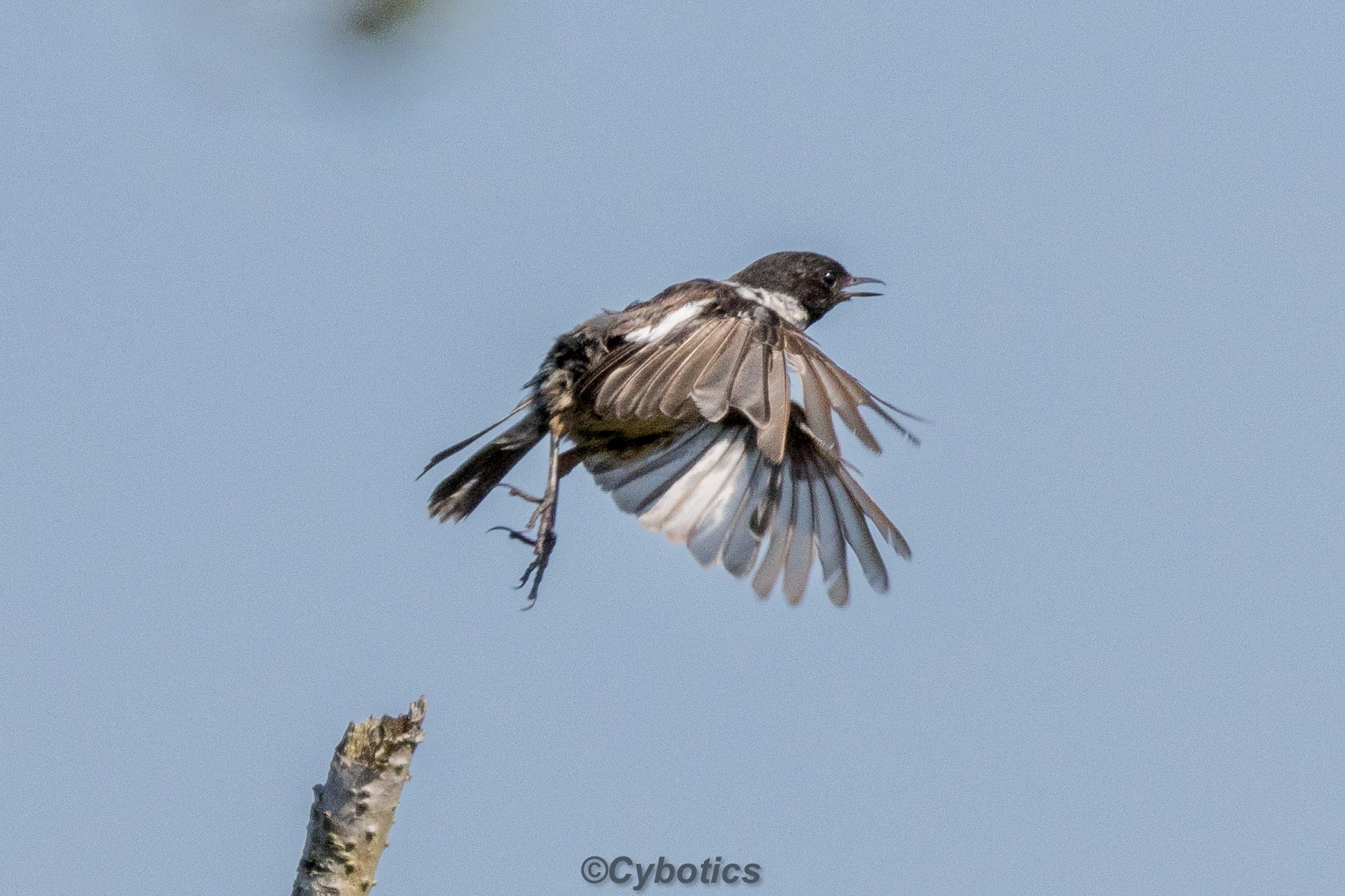 Stonechat