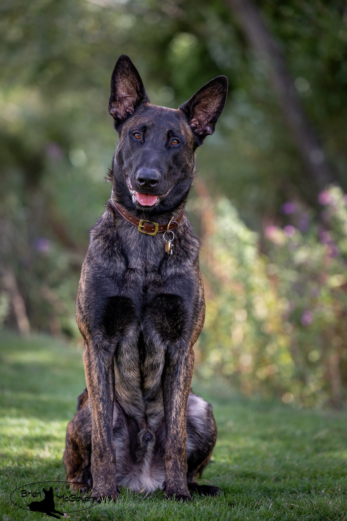 Stormzy, the Dutch Shepherd behaving himself