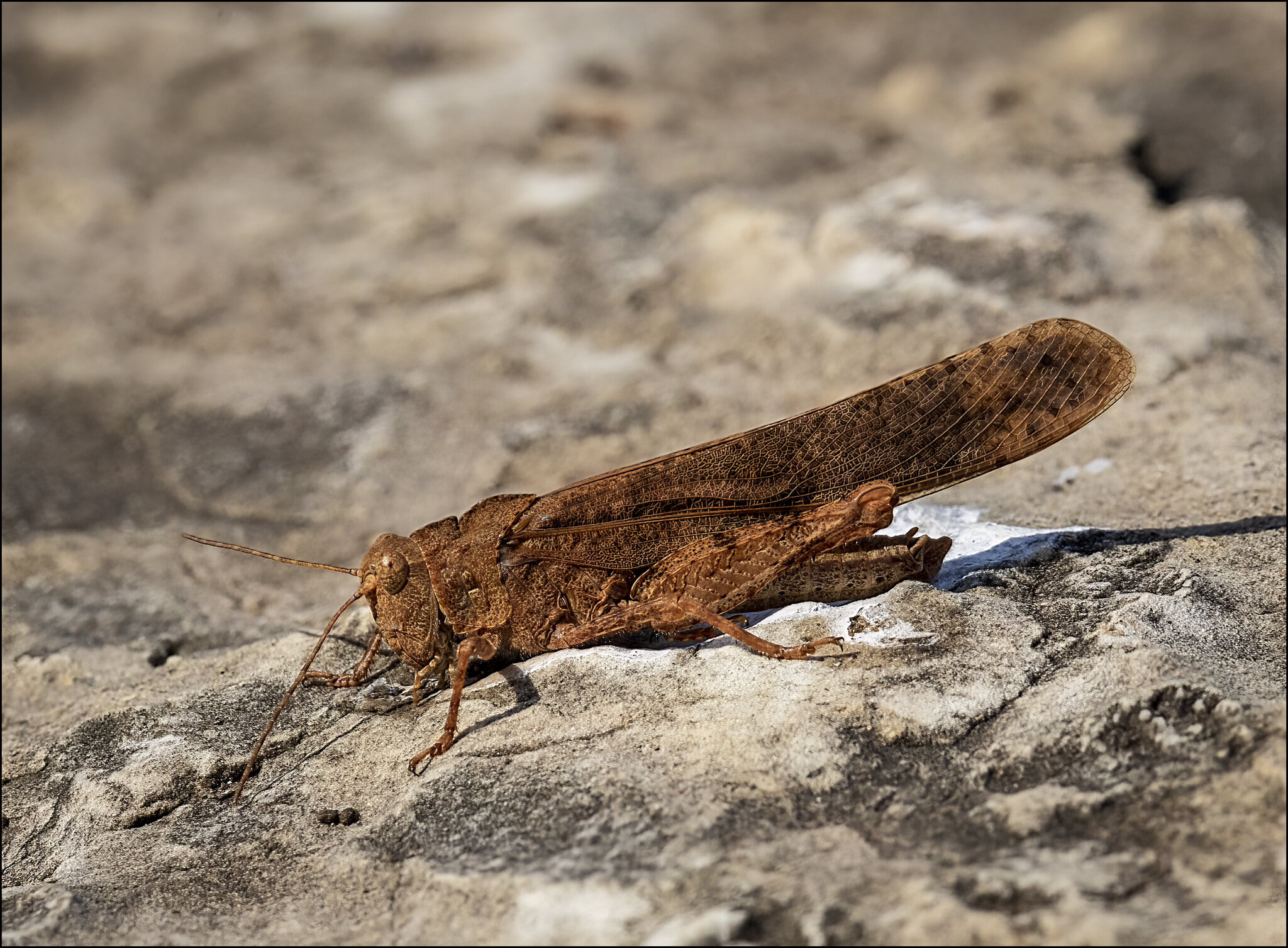 Sulphur-winged Grasshopper.jpg