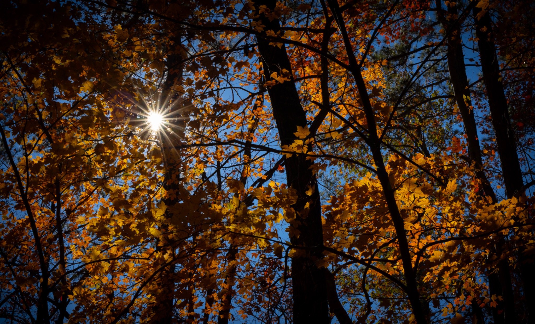 Sun and Fall Leaves.jpg