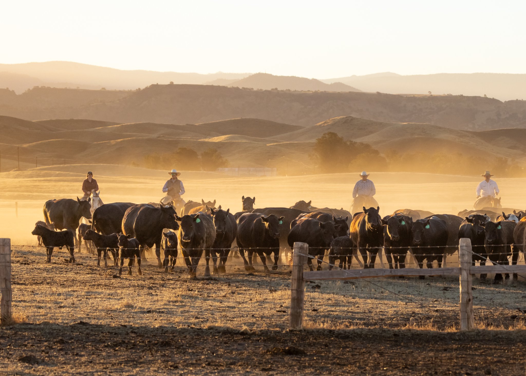 Sunrise Roundup-2.jpg