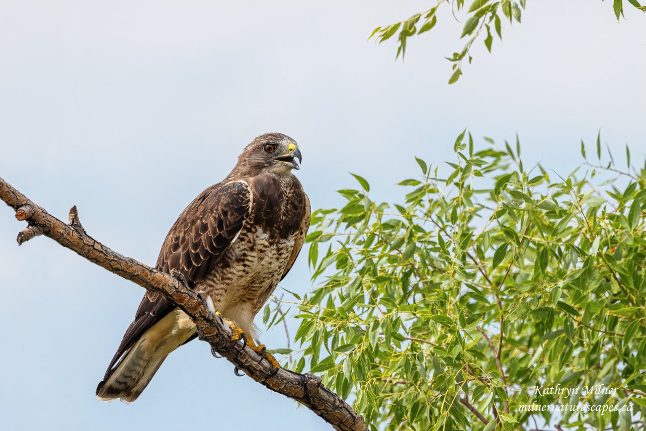 Swainson's Hawk.jpg