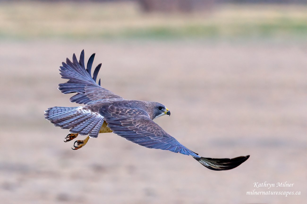 Swainson's Hawk.jpg