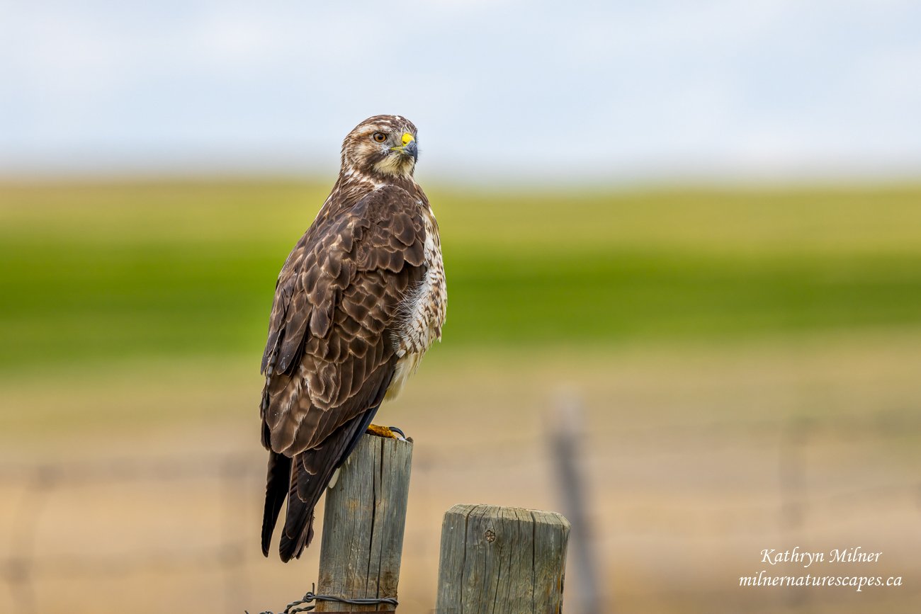 Swainson's Hawk