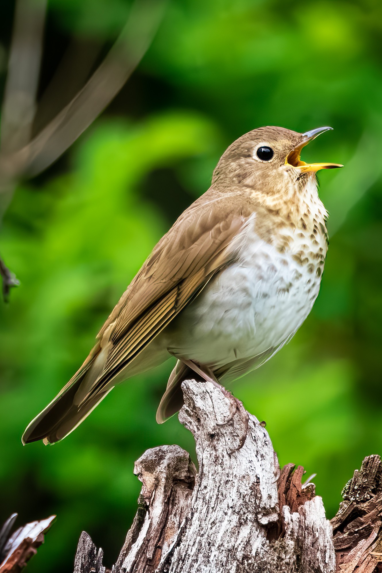 Swaison's Thrush Singing