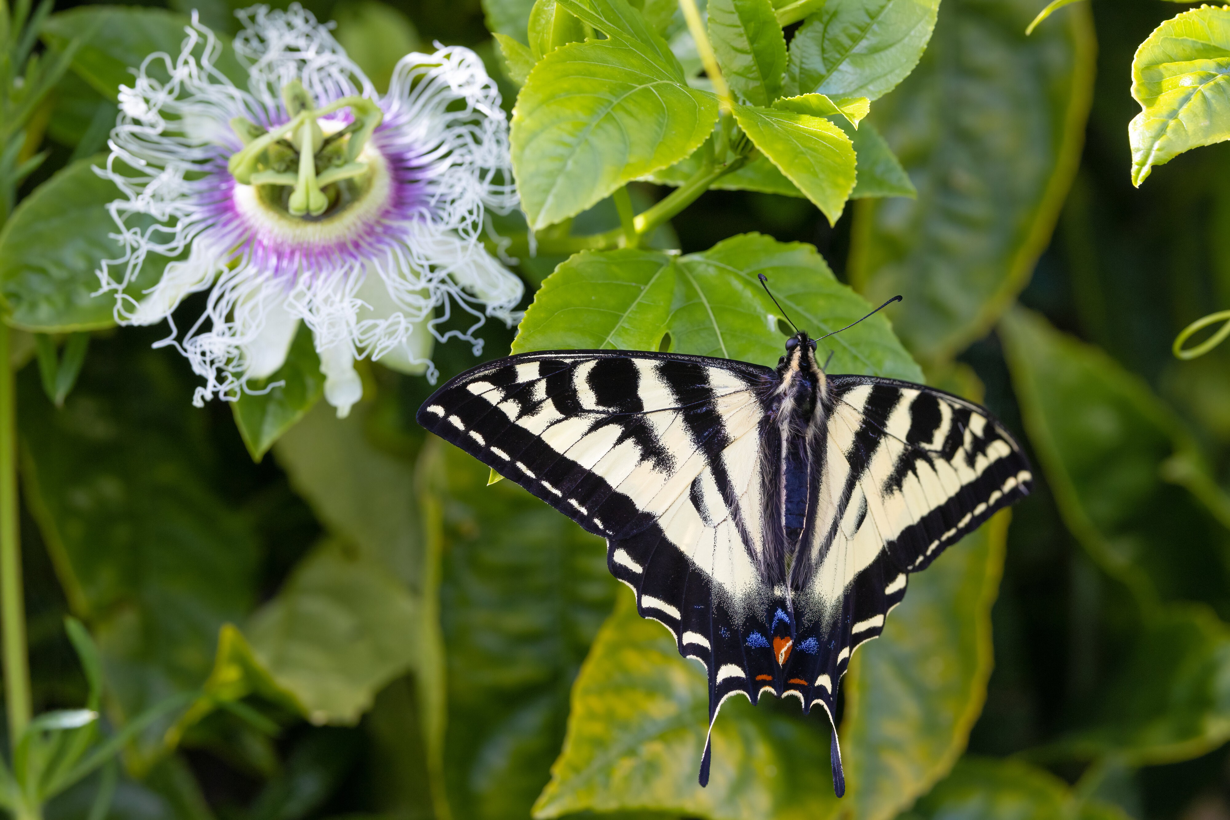 Swallowtail & Passion flower