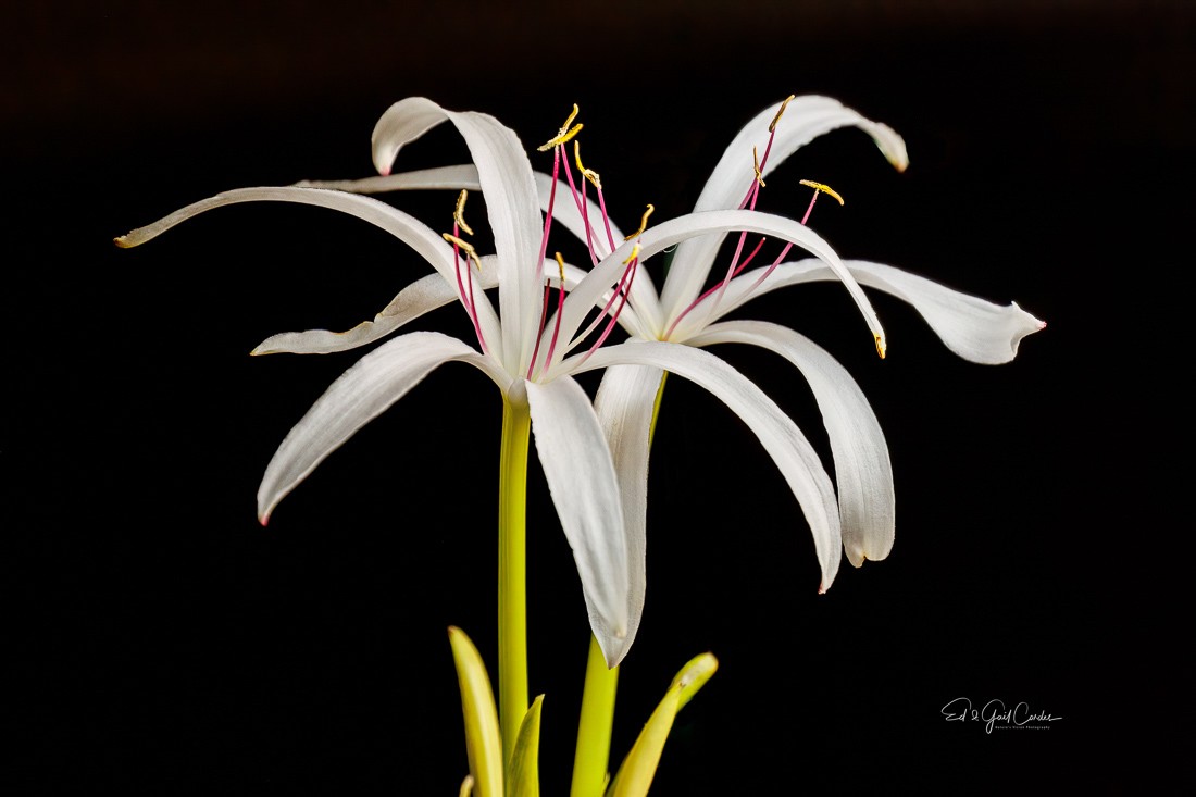 Swamp Lily Blooming Indoors