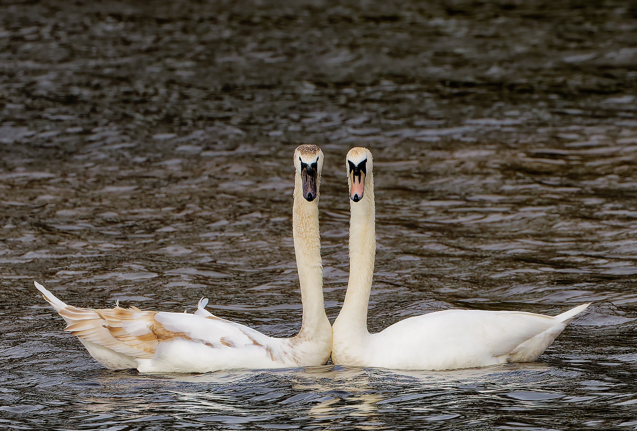 Swans