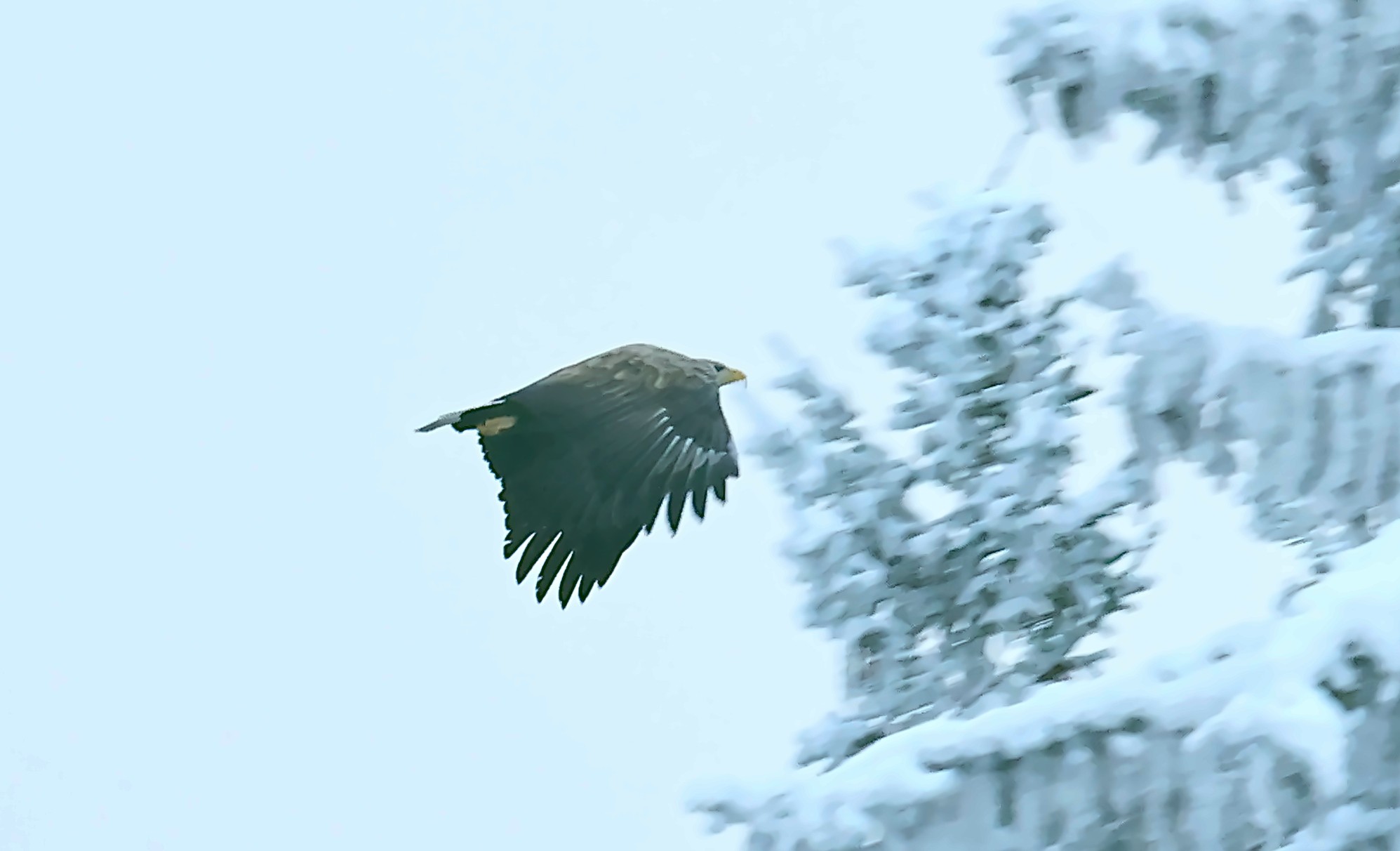Tailed Eagle.jpg