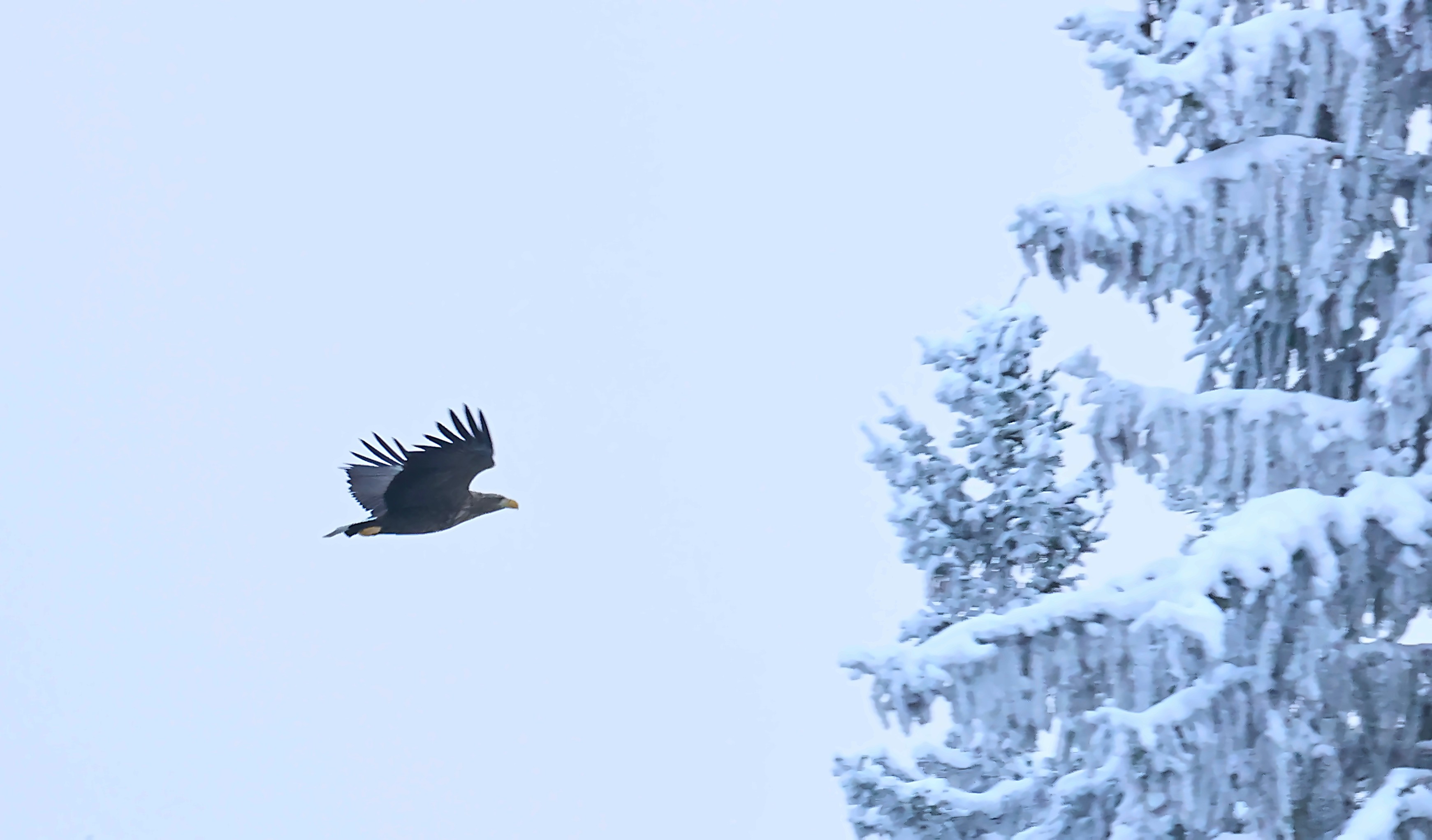 Tailed Eagle.jpg