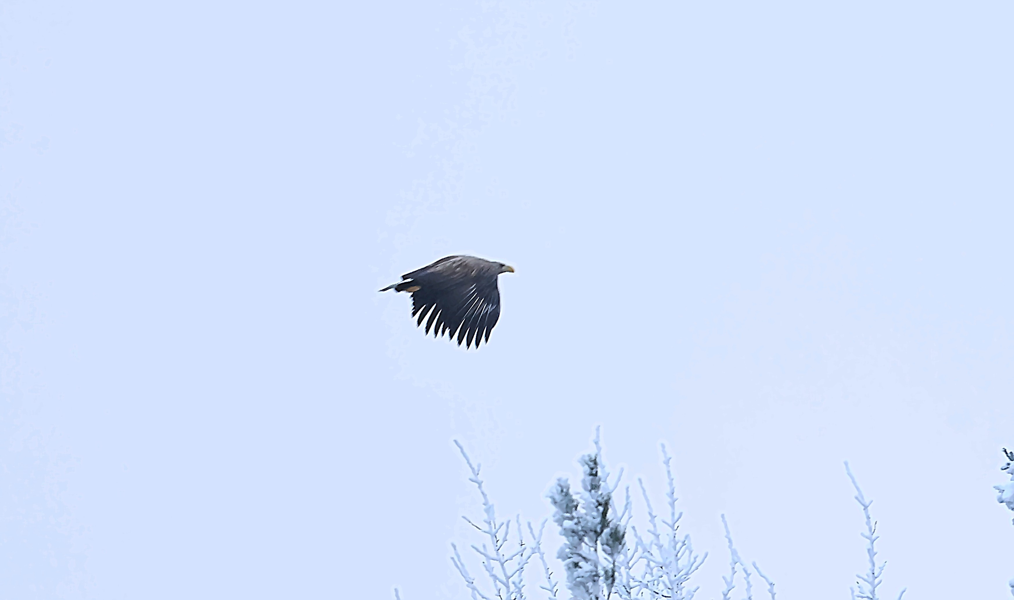 Tailed Eagle.jpg